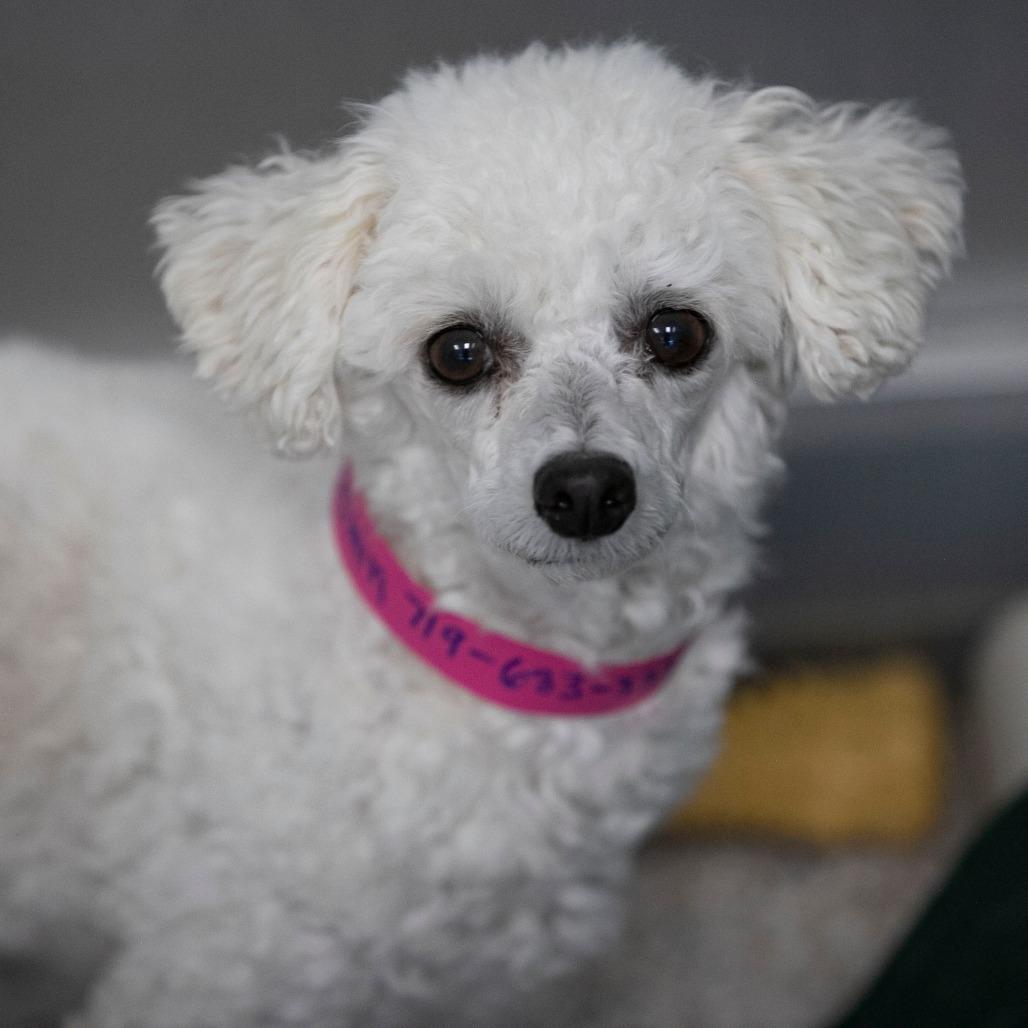 Enlarge Yasmin (OT25-199), a Adoptable Bichon Frise in Peyton, CO image 4/6
