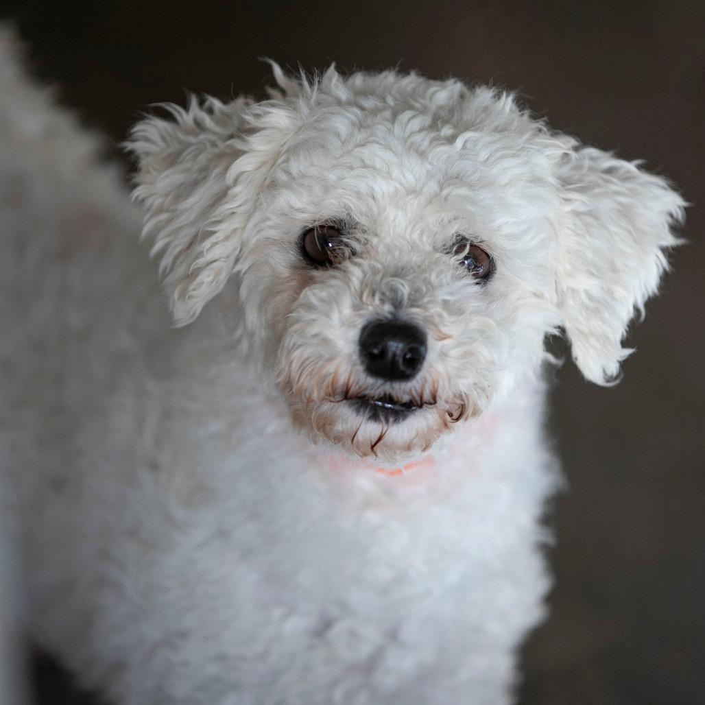 Enlarge Yasmin (OT25-199), a Adoptable Bichon Frise in Peyton, CO image 5/6