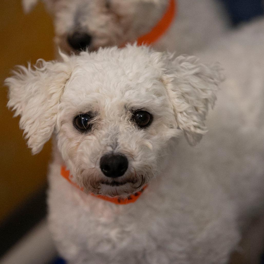 Enlarge Yasmin (OT25-199), a Adoptable Bichon Frise in Peyton, CO image 6/6