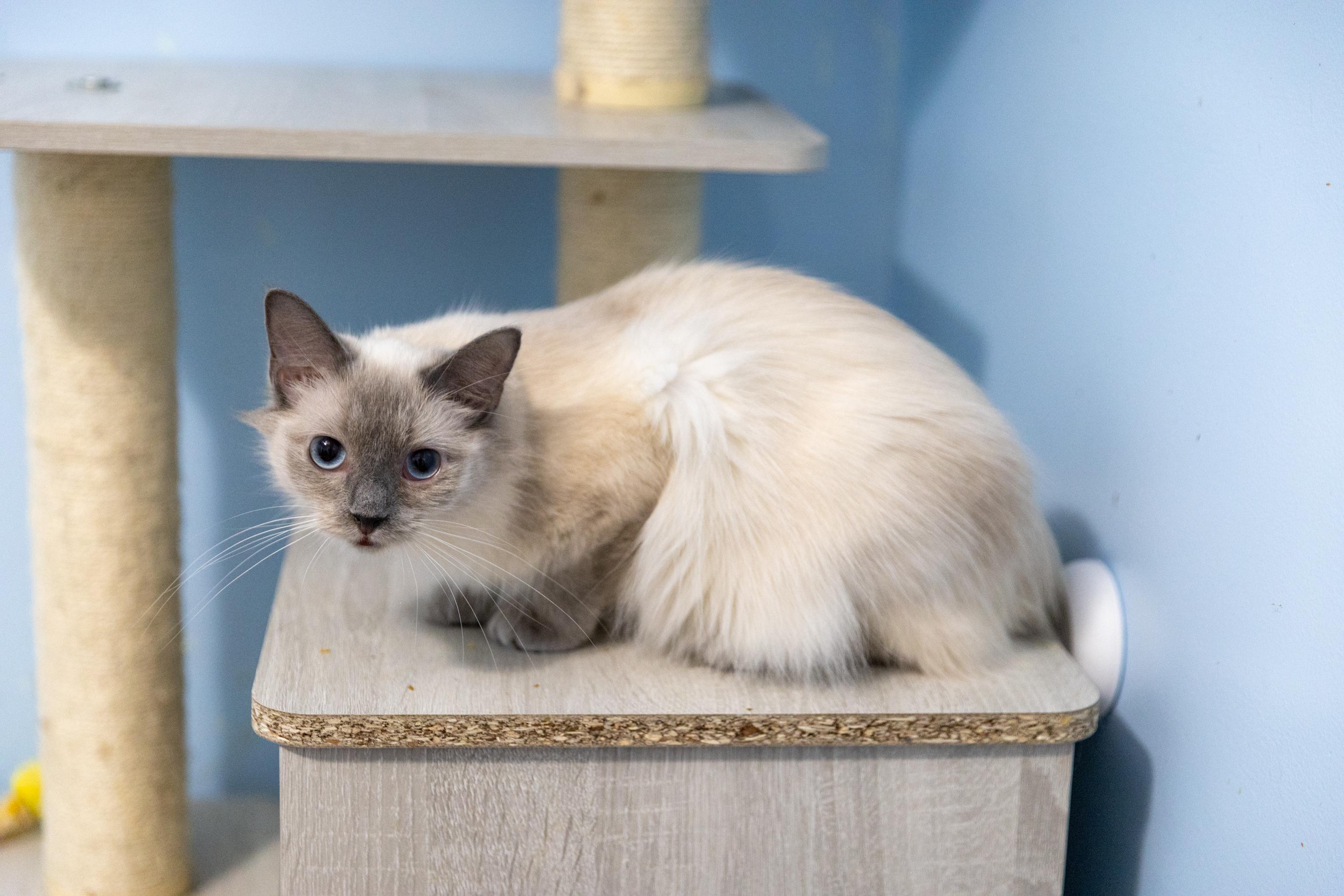 Enlarge Blossom, a Adoptable Siamese in Chicago, IL image 1/2