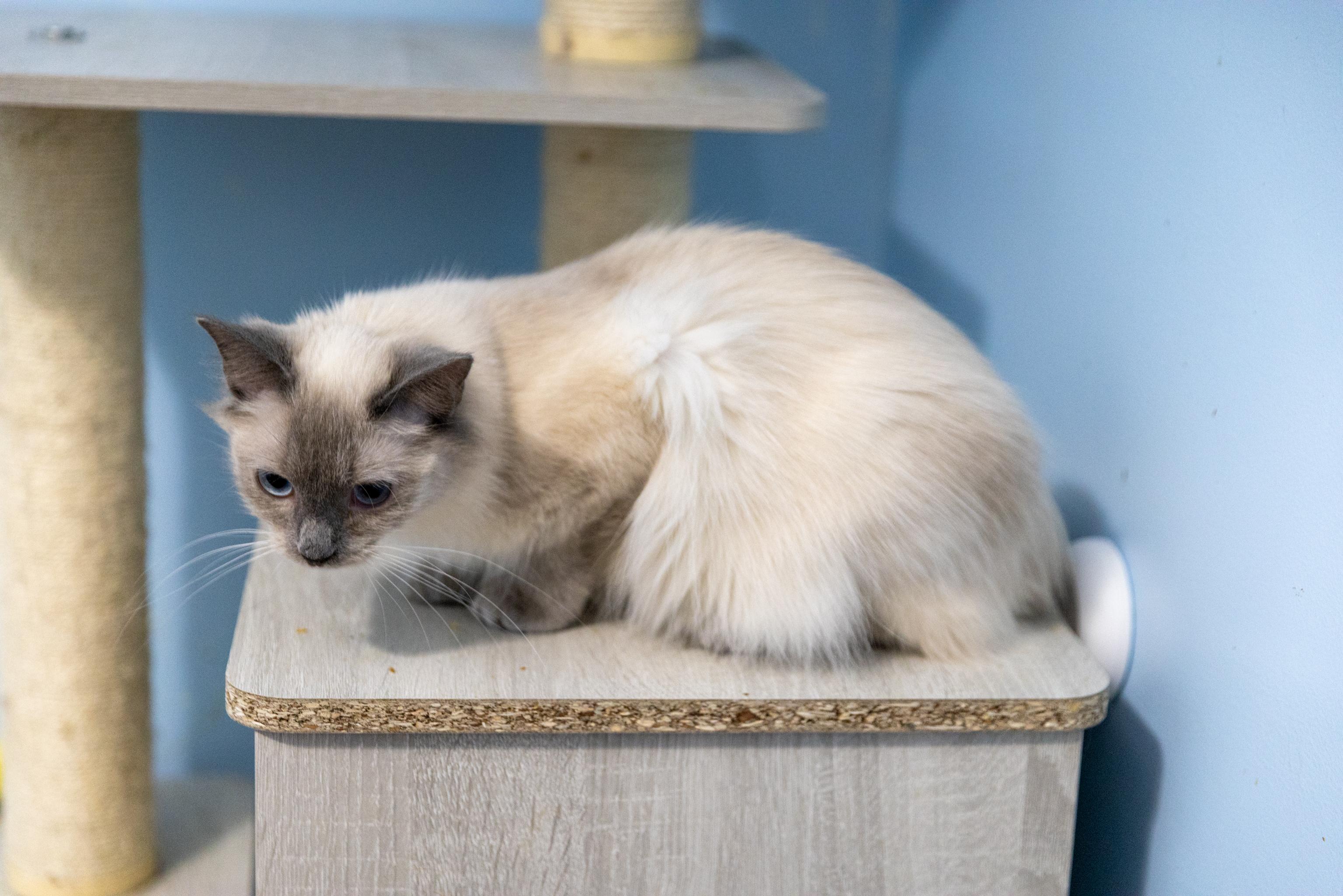 Enlarge Blossom, a Adoptable Siamese in Chicago, IL image 2/2