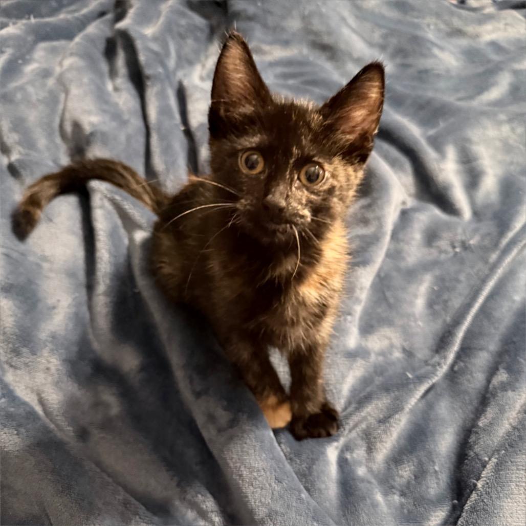 Daisy, Adoptable, Kitten Female Domestic Short Hair & Domestic Short Hair.