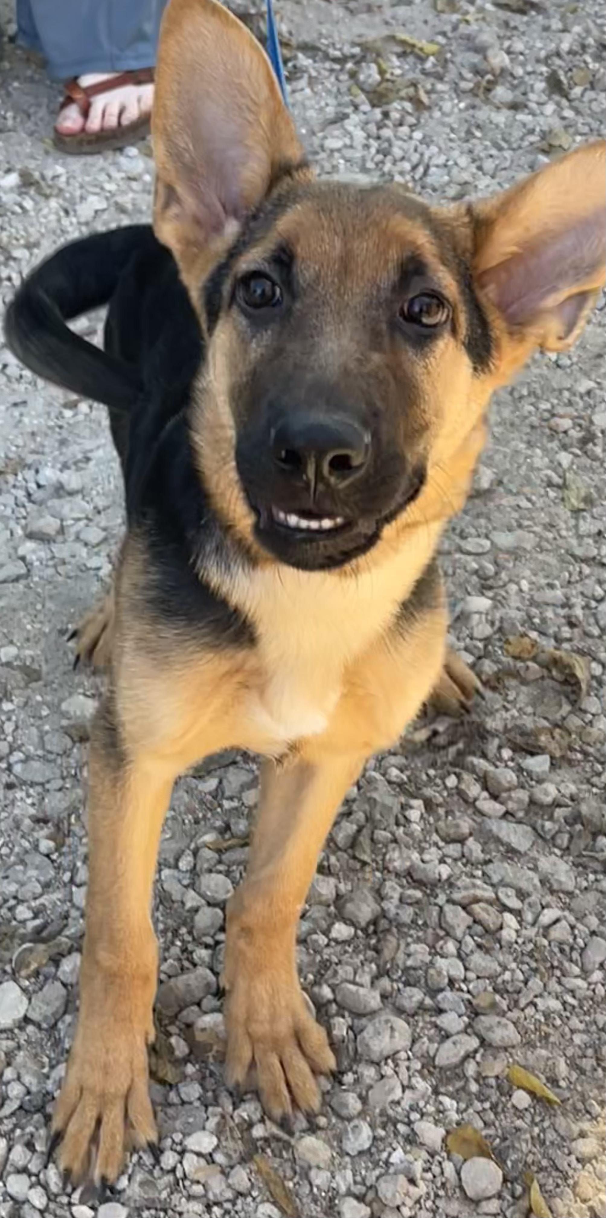Yale, a Adoptable German Shepherd Dog in Ann Arbor, MI image 4/6