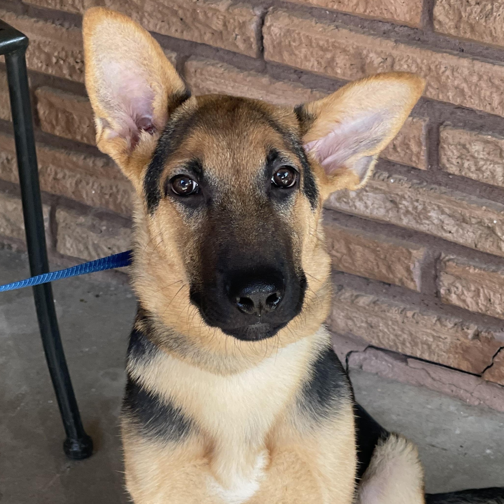 Yale, a Adoptable German Shepherd Dog in Ann Arbor, MI image 5/6