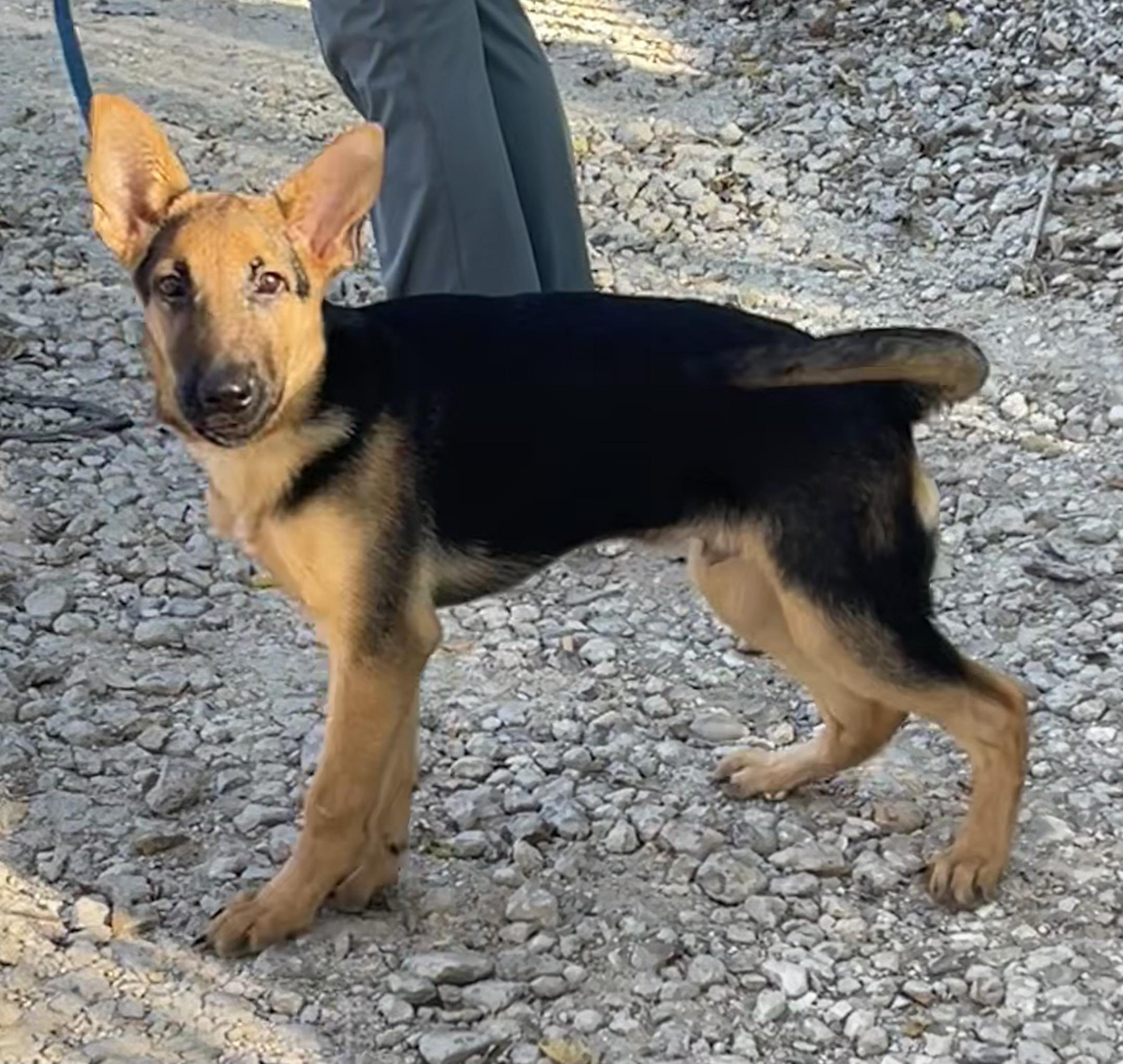 Yale, a Adoptable German Shepherd Dog in Ann Arbor, MI image 3/6
