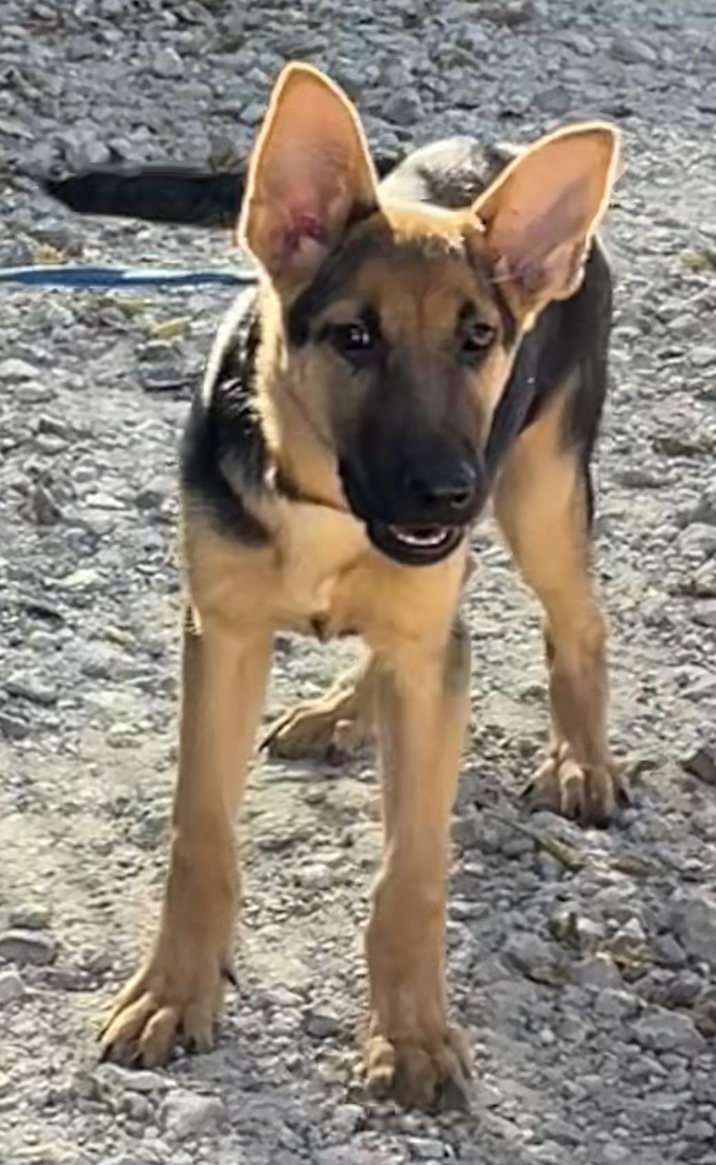 Yale, a Adoptable German Shepherd Dog in Ann Arbor, MI image 6/6