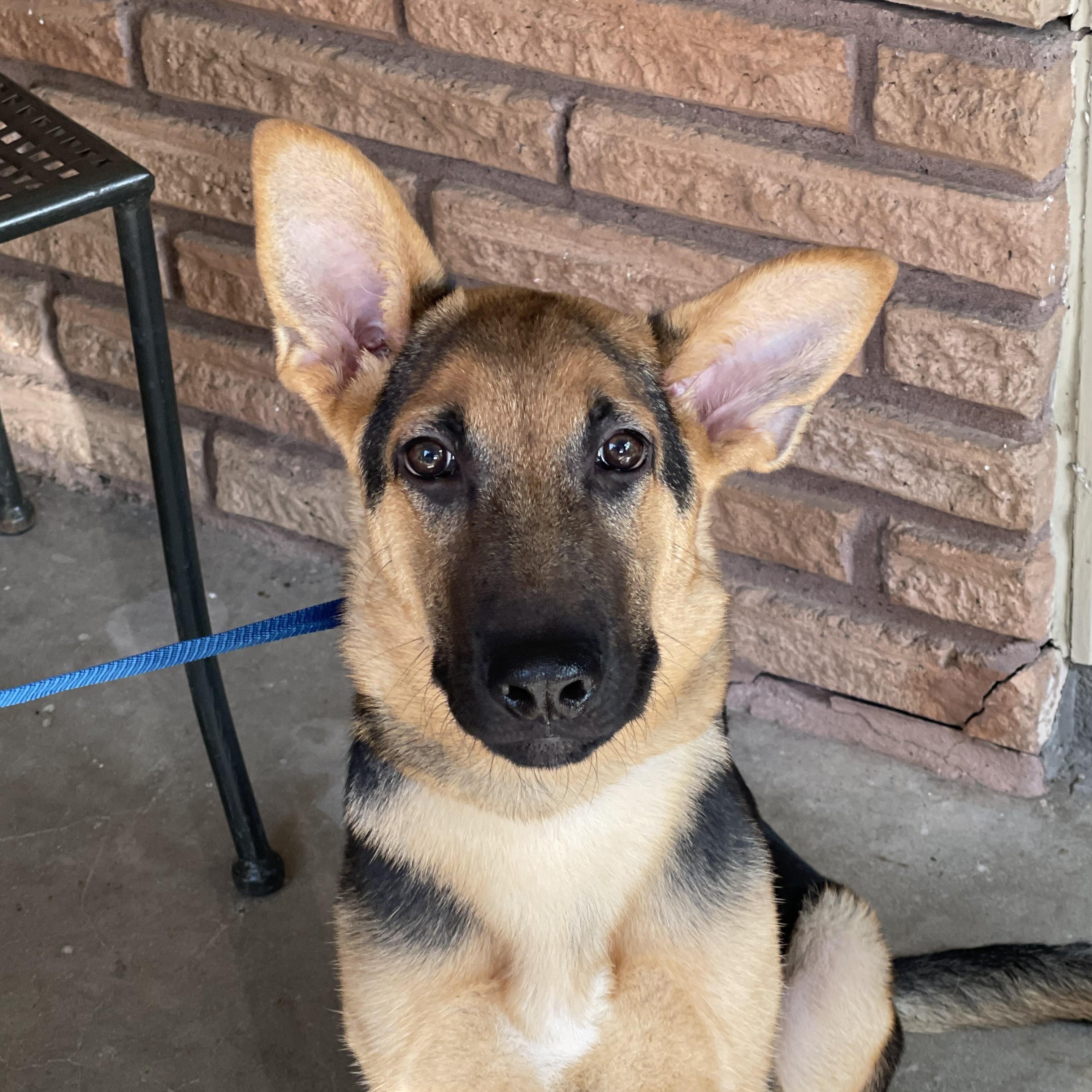 Yale, Adoptable, Young Male German Shepherd Dog.