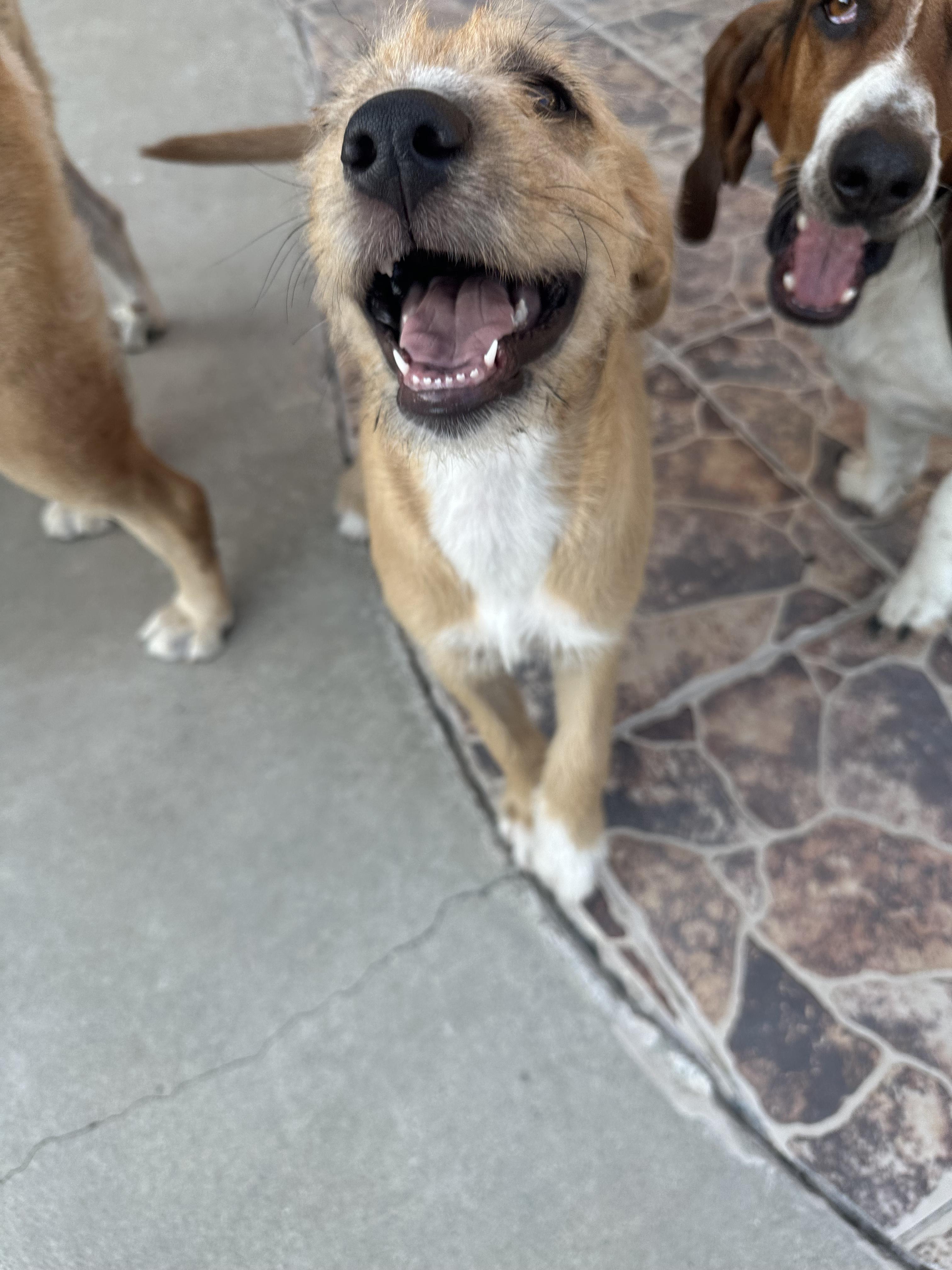 Pebbles, a Adopted mixed breed in Murrieta, CA image 2/6