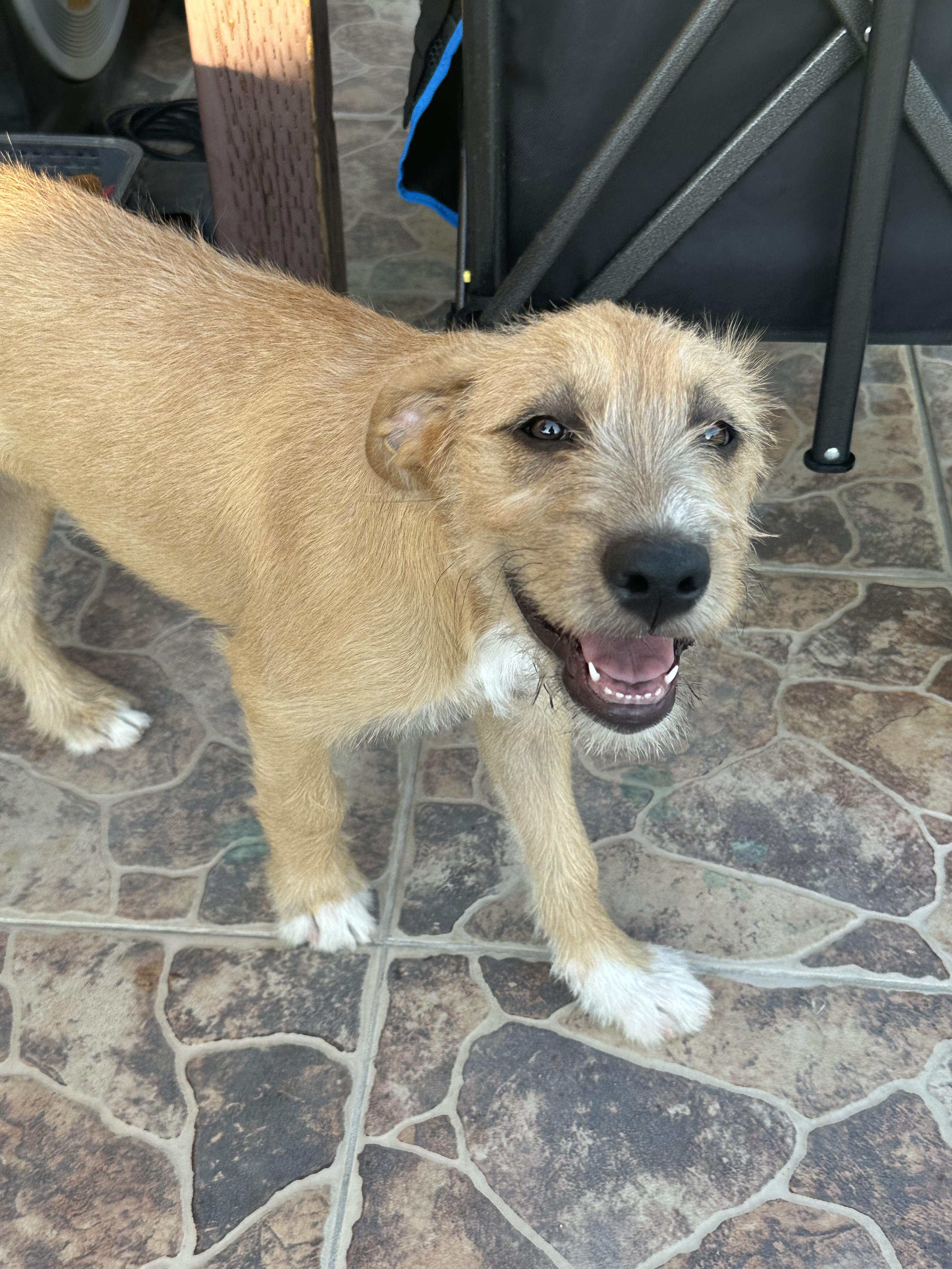 Pebbles, a Adopted mixed breed in Murrieta, CA image 6/6