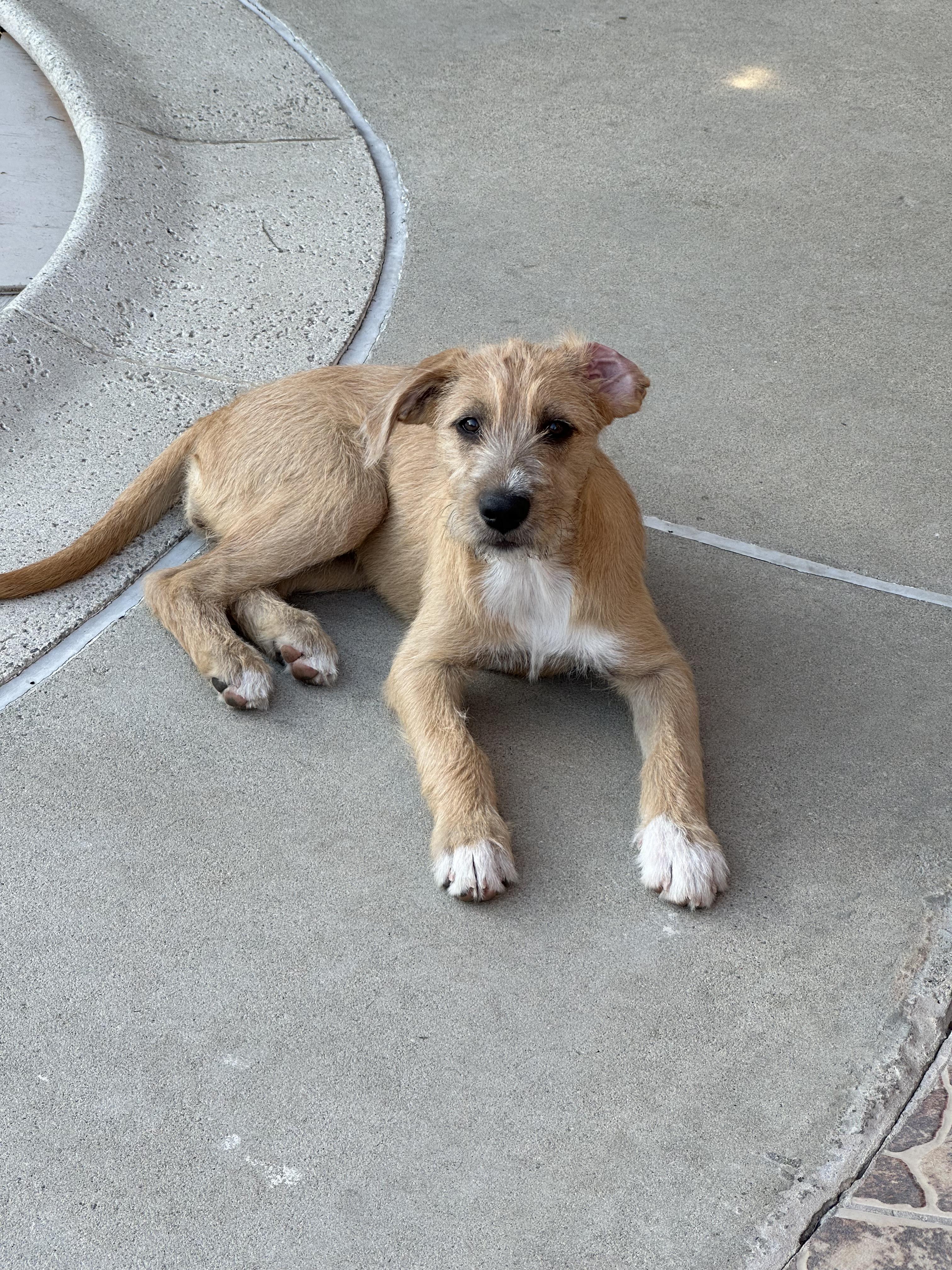 Pebbles, a Adopted mixed breed in Murrieta, CA image 3/6