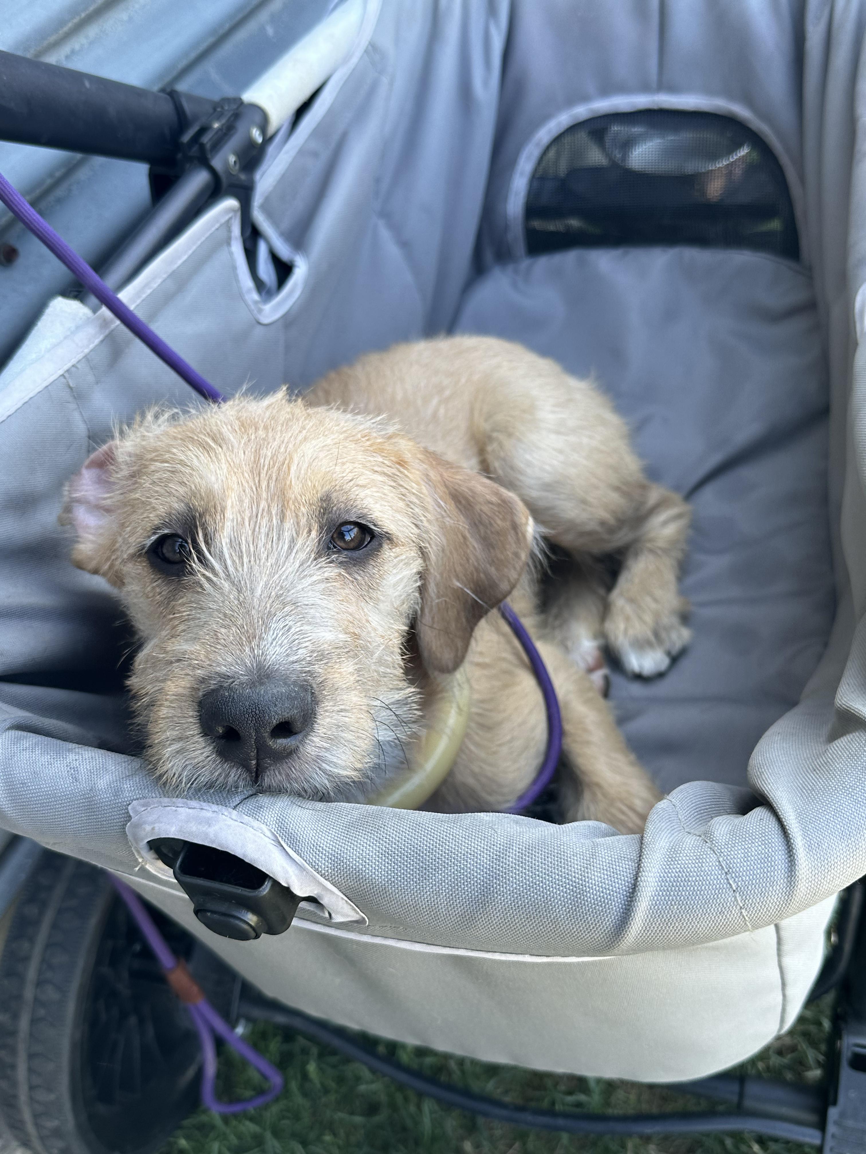 Pebbles, a Adopted mixed breed in Murrieta, CA image 1/6