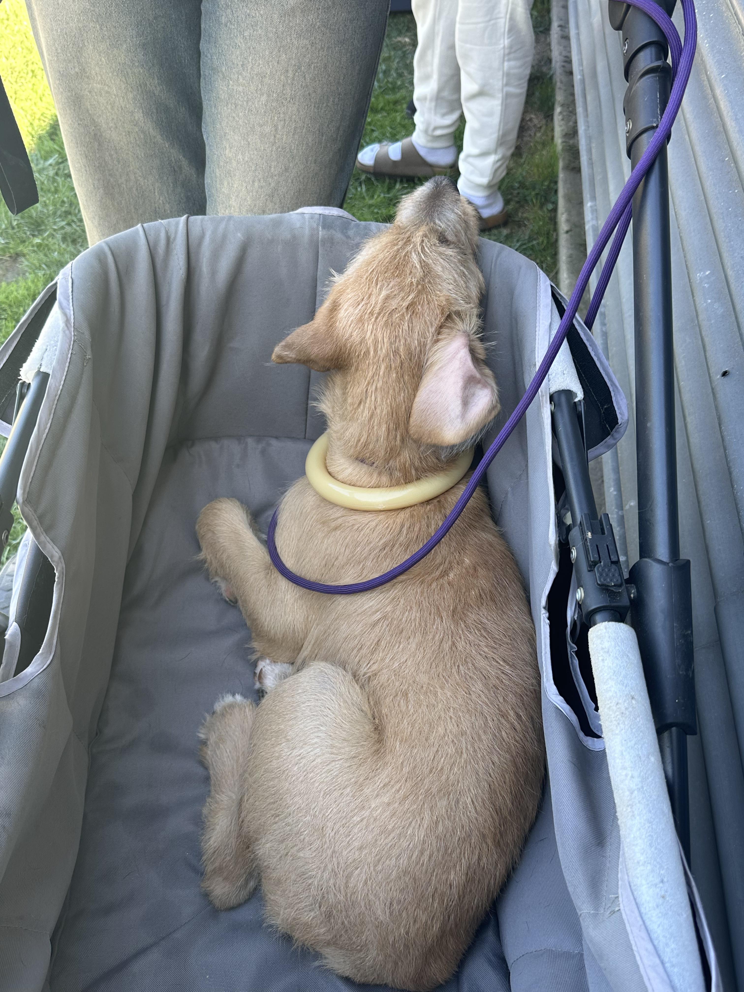 Pebbles, a Adopted mixed breed in Murrieta, CA image 5/6