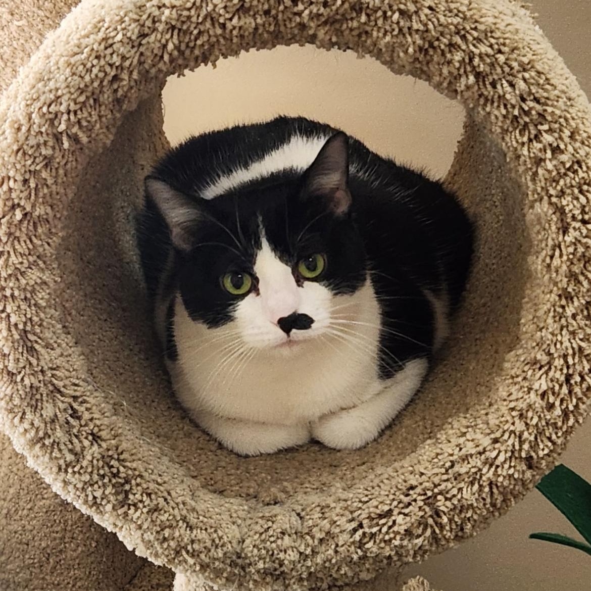 Lilith, ADOPTABLE, Young Female Domestic Short Hair & Tuxedo.