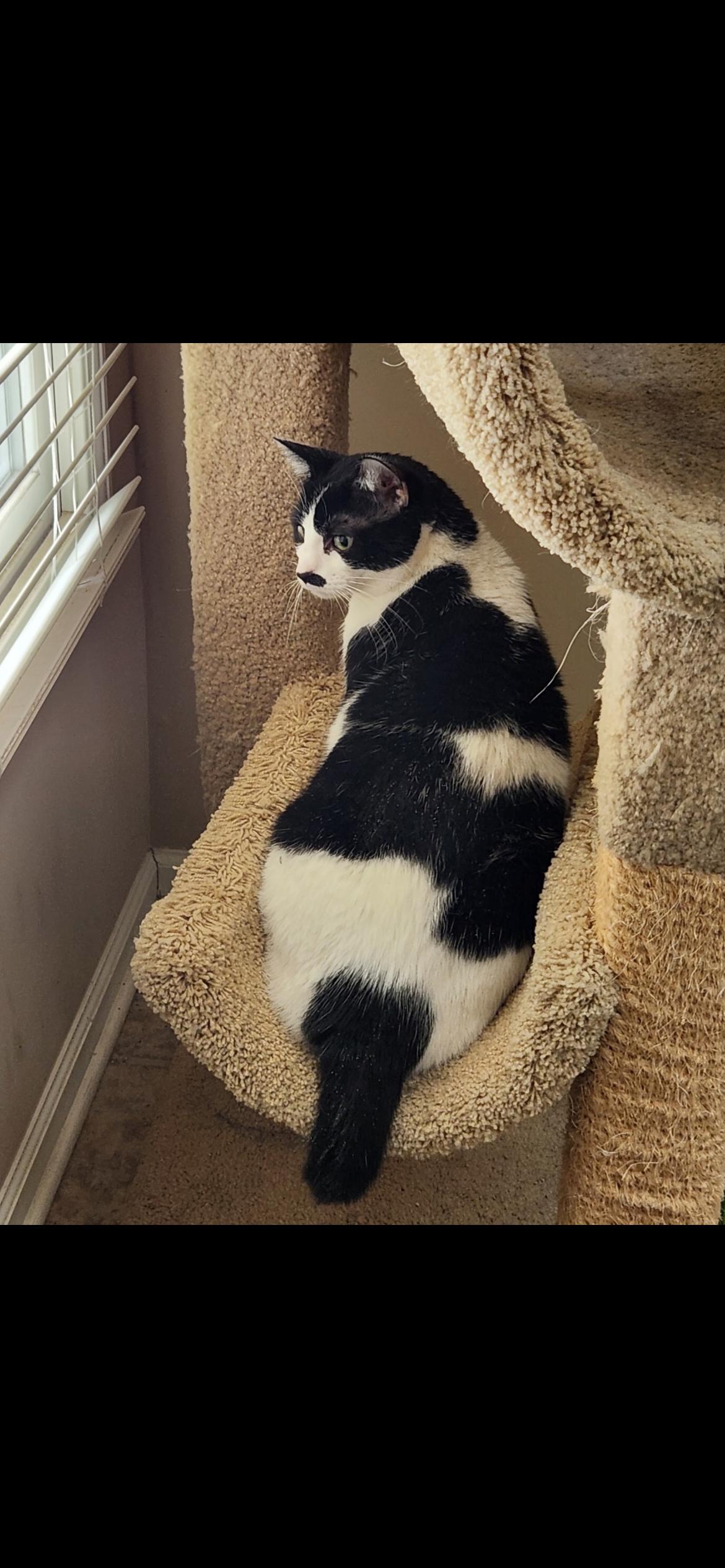 Enlarge Lilith, a ADOPTABLE mixed breed in Omaha, NE image 2/3