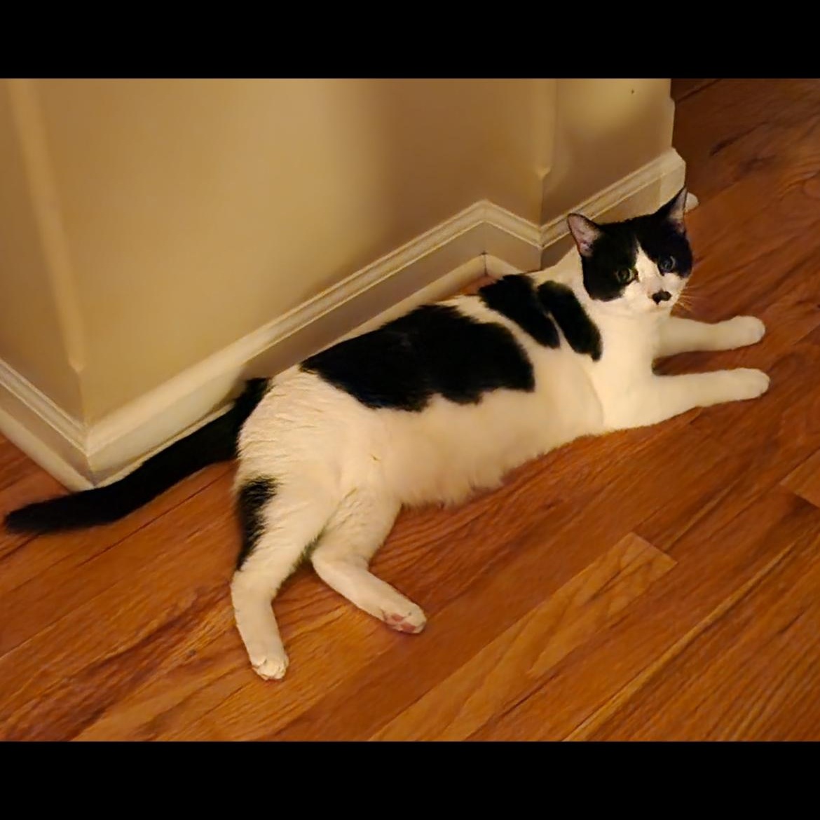 Enlarge Lilith, a ADOPTABLE mixed breed in Omaha, NE image 3/3