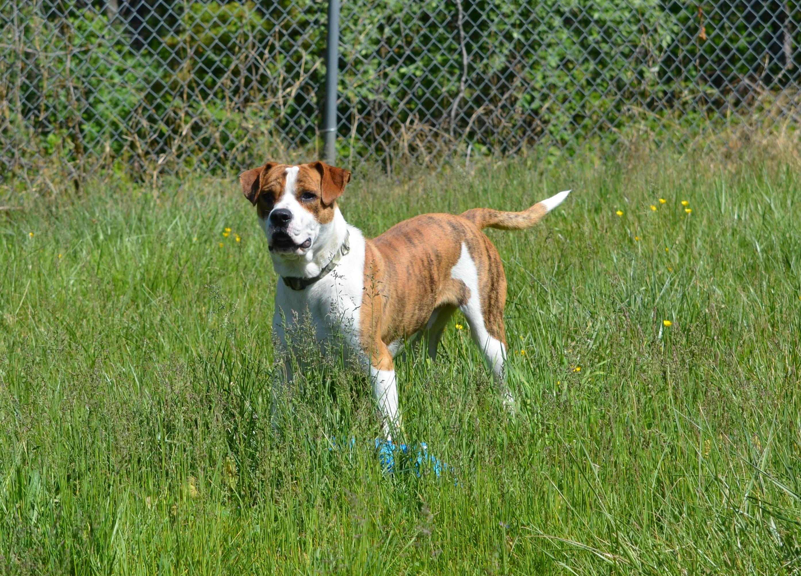 Enlarge Tye, a ADOPTABLE mixed breed in Amissville, VA image 4/4