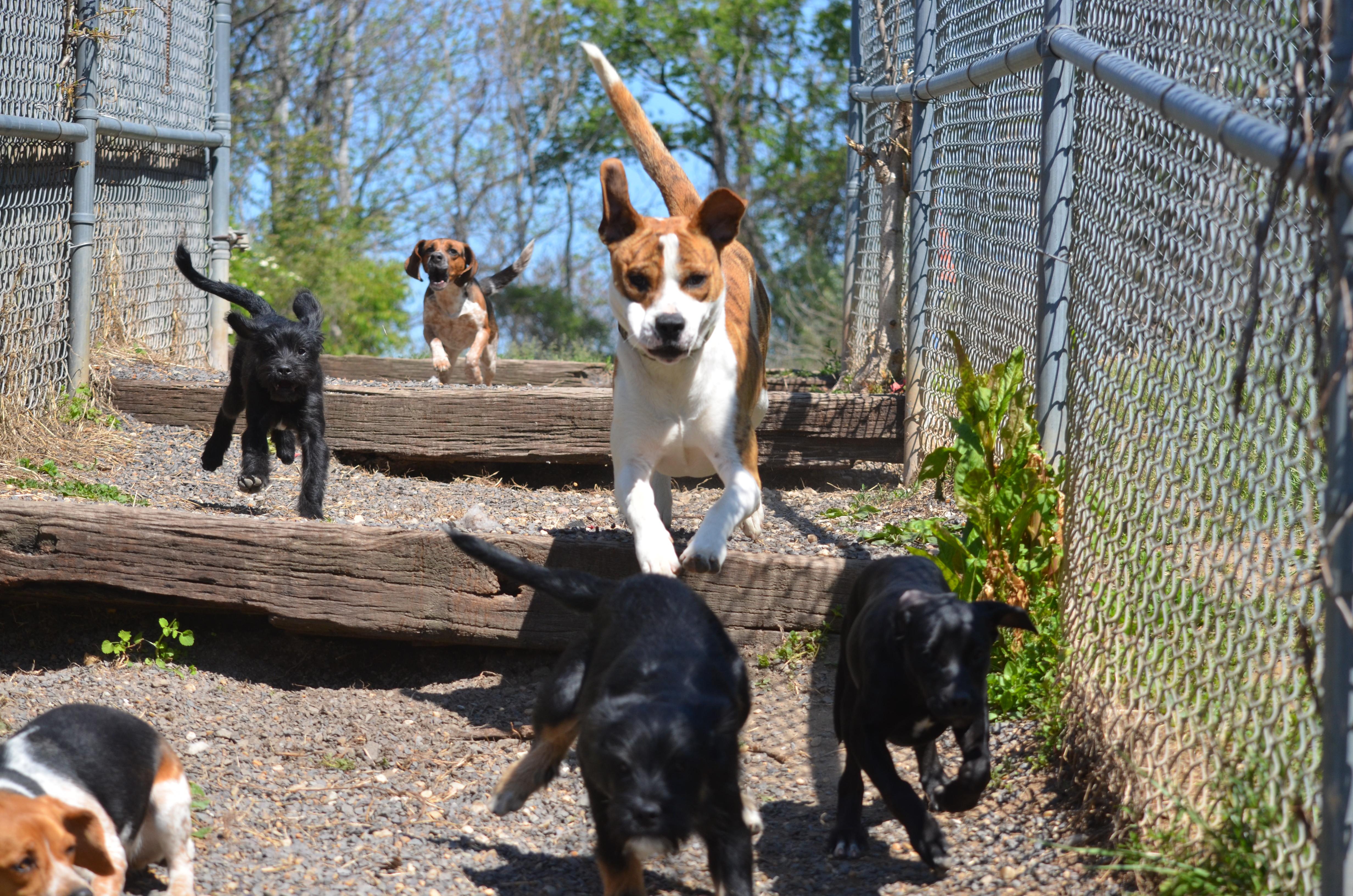 Enlarge Tye, a ADOPTABLE mixed breed in Amissville, VA image 3/4