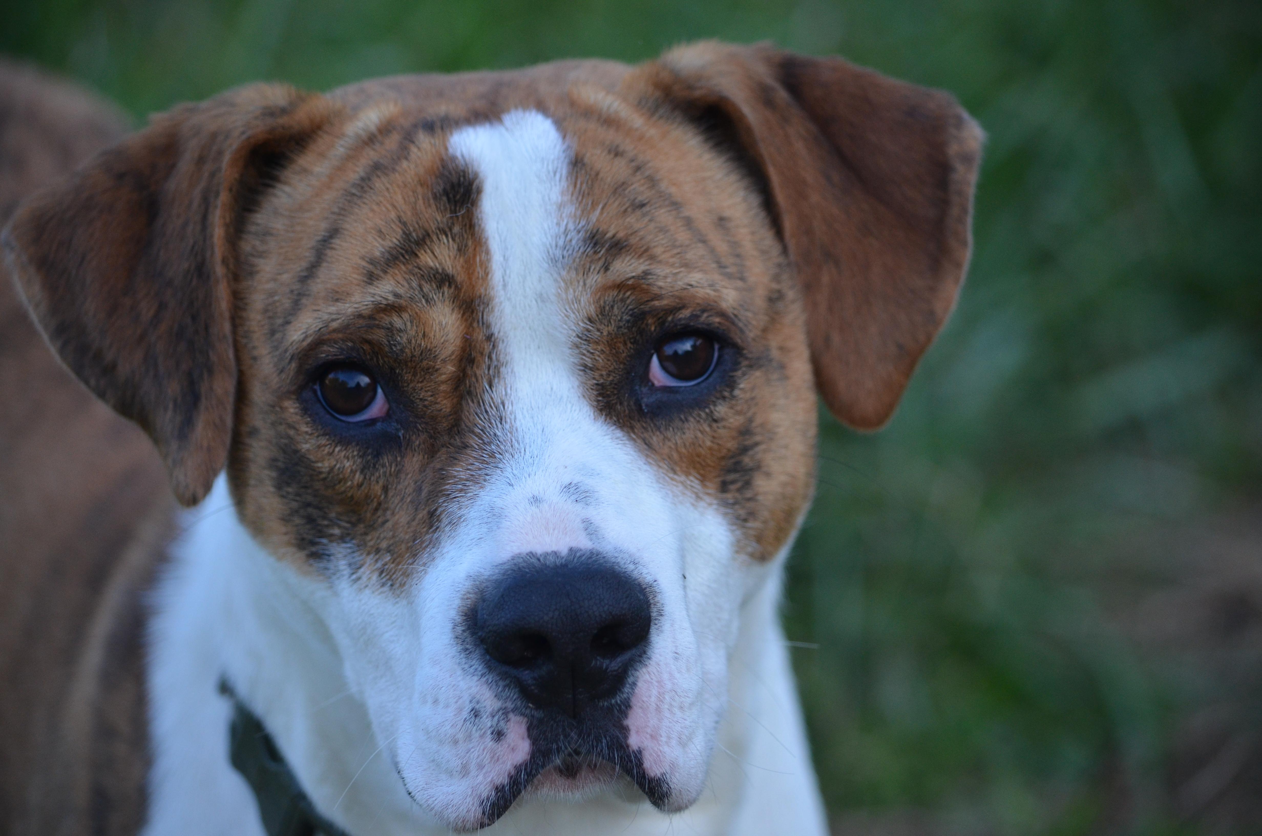 Tye, ADOPTABLE, Young Male Boxer.