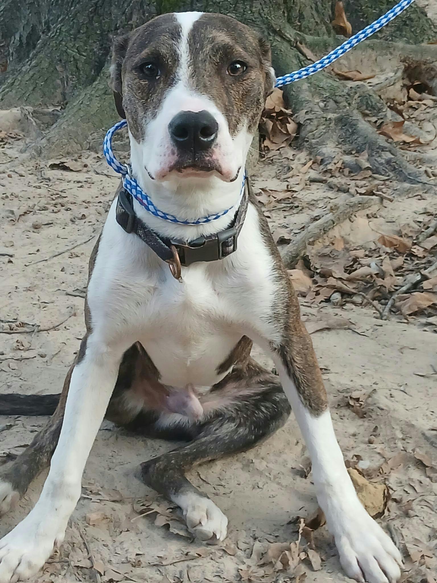 Enlarge Billy, a Adoptable mixed breed in bauxite, AR image 2/3