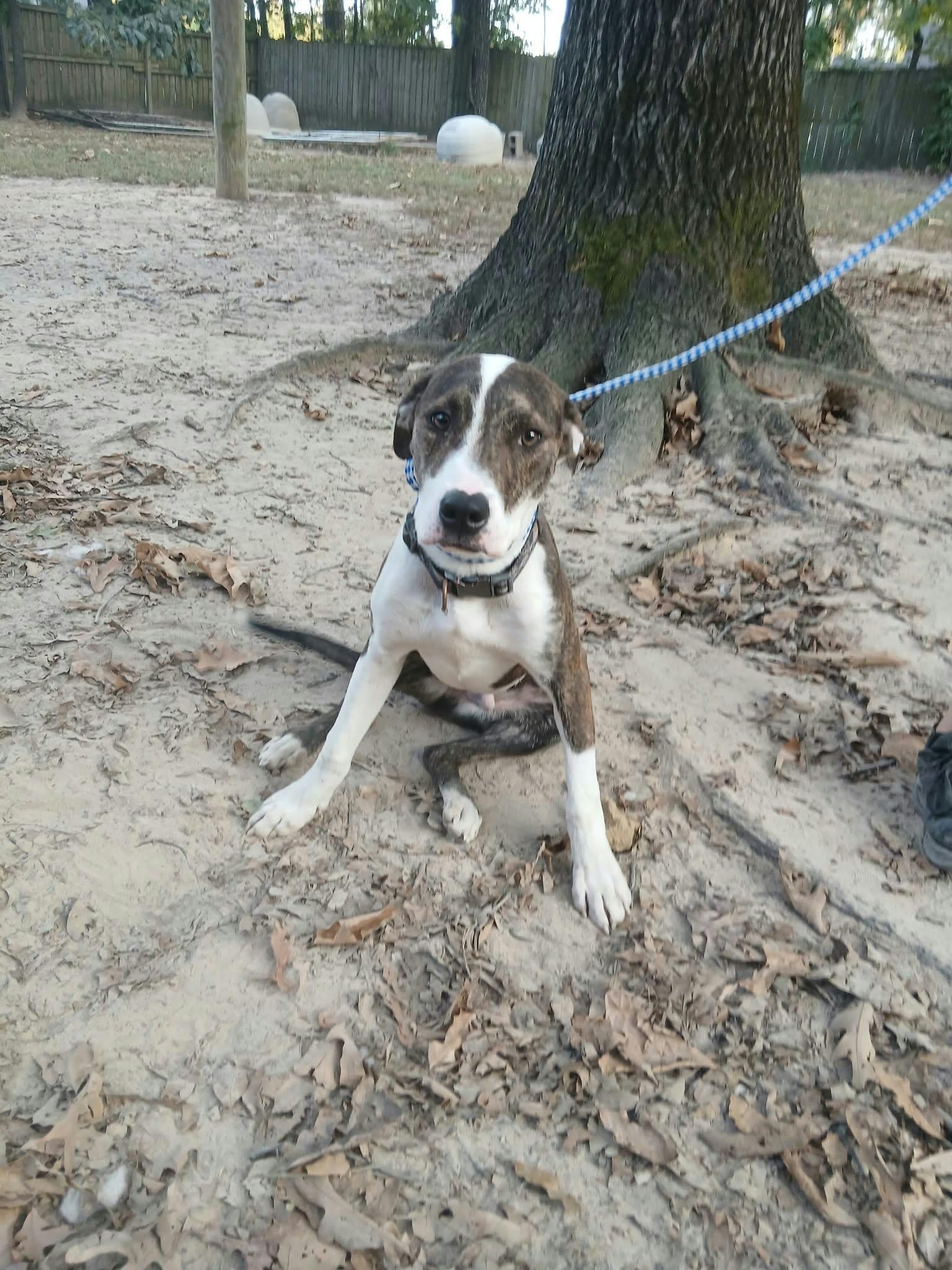 Enlarge Billy, a Adoptable mixed breed in bauxite, AR image 3/3