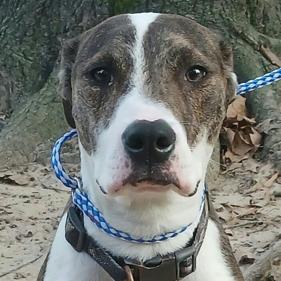 Billy, Adoptable, Young Male American Staffordshire Terrier & Beagle.
