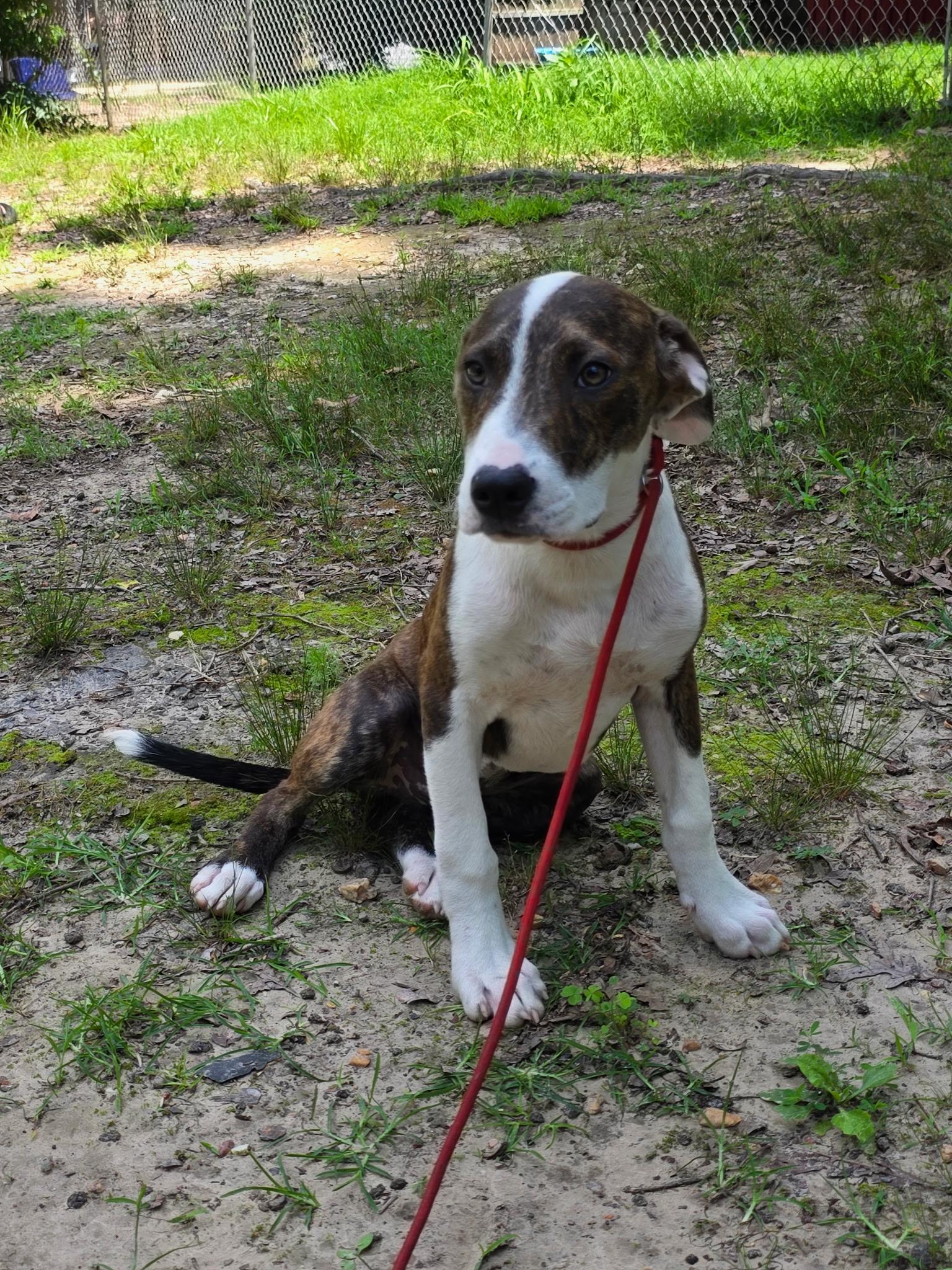 Enlarge Billy, a Adoptable mixed breed in bauxite, AR image 2/3