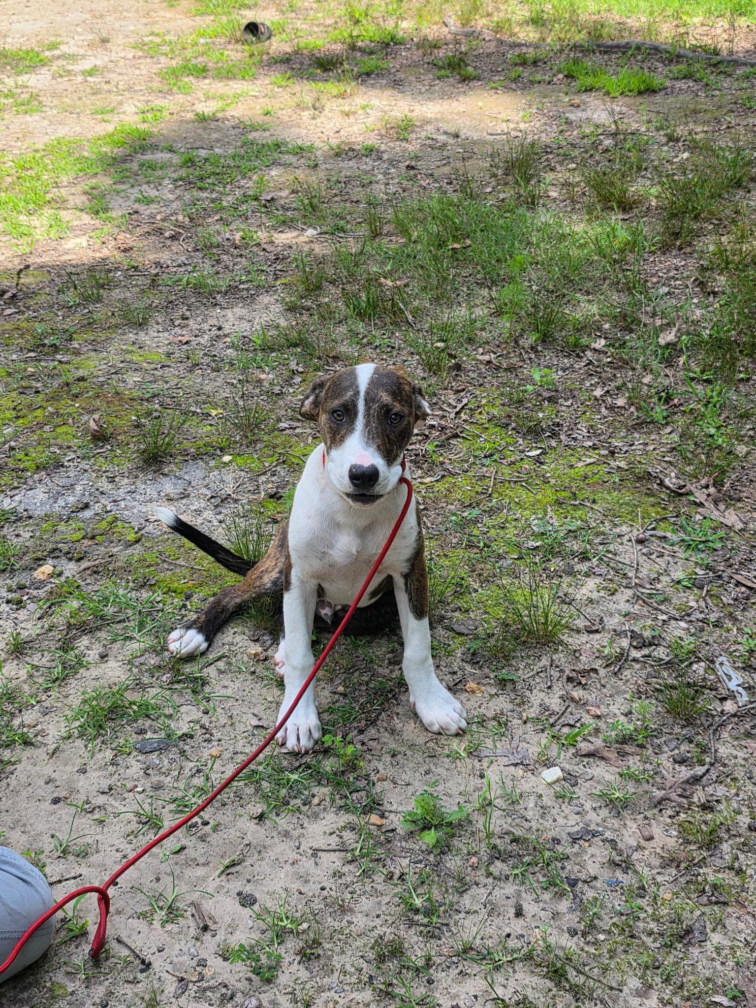 Enlarge Billy, a Adoptable mixed breed in bauxite, AR image 3/3