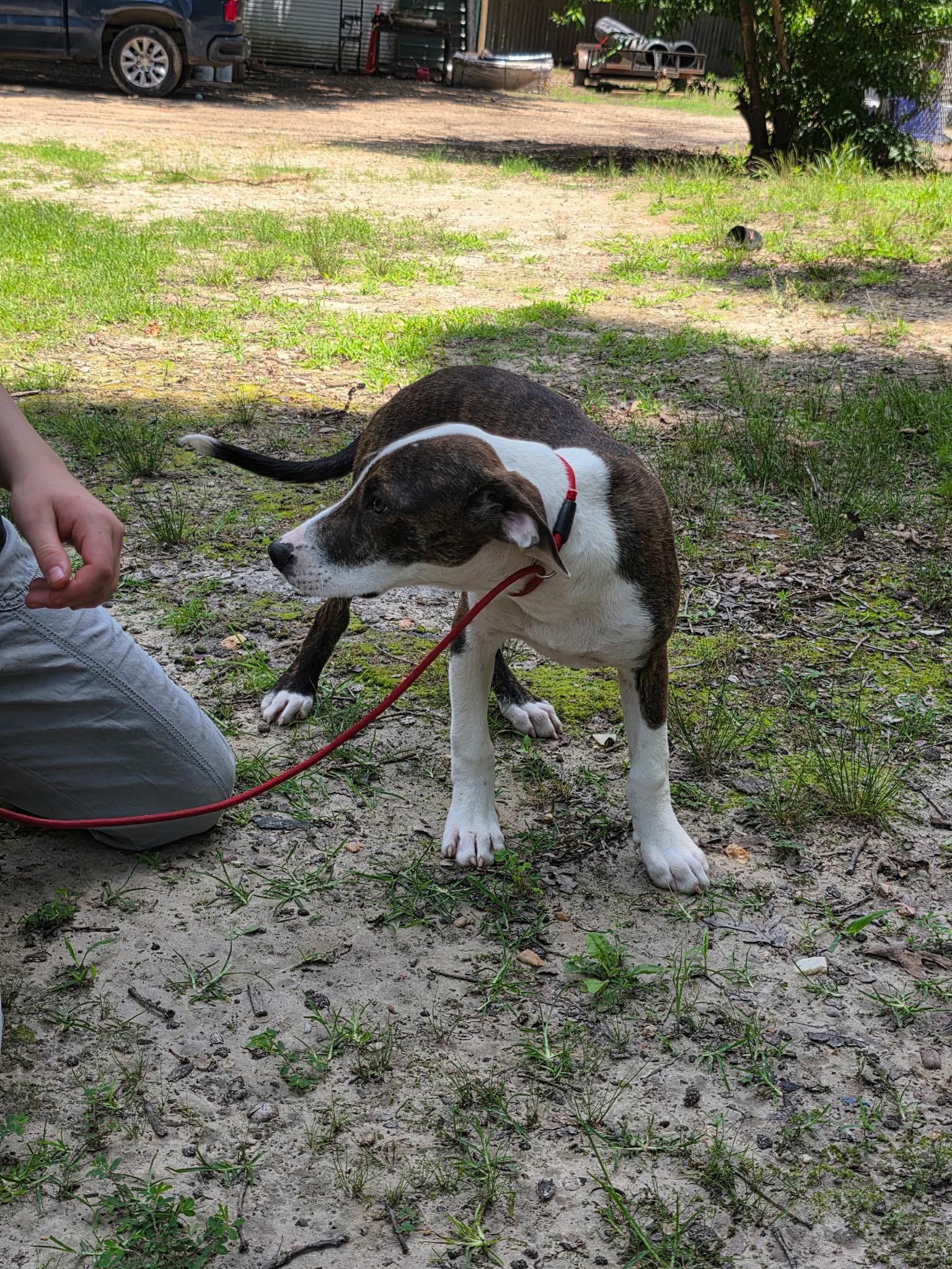 Enlarge Billy, a Adoptable mixed breed in bauxite, AR image 1/3