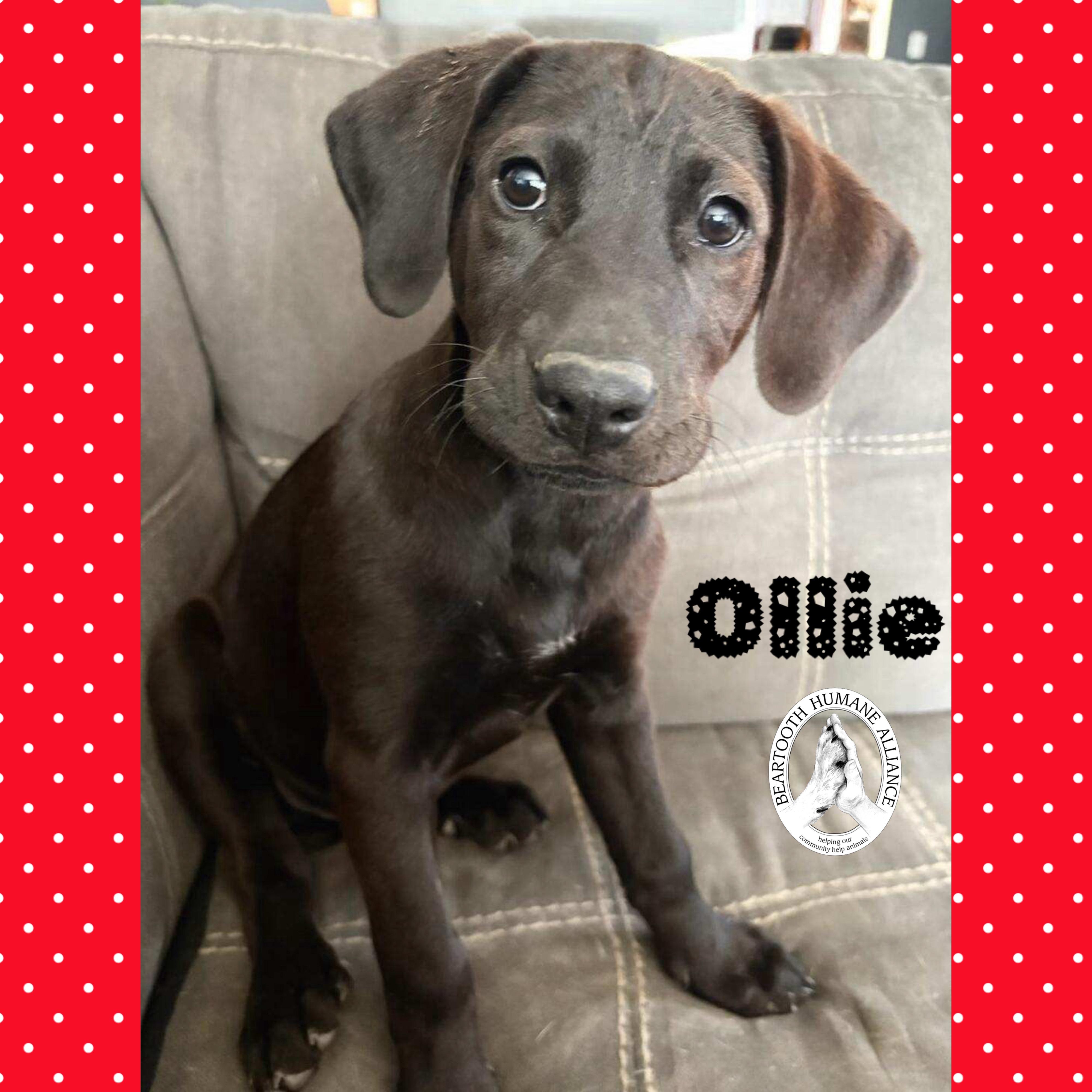 Ollie, an adoptable Treeing Walker Coonhound in Red Lodge, MT, 59068 | Photo Image 1