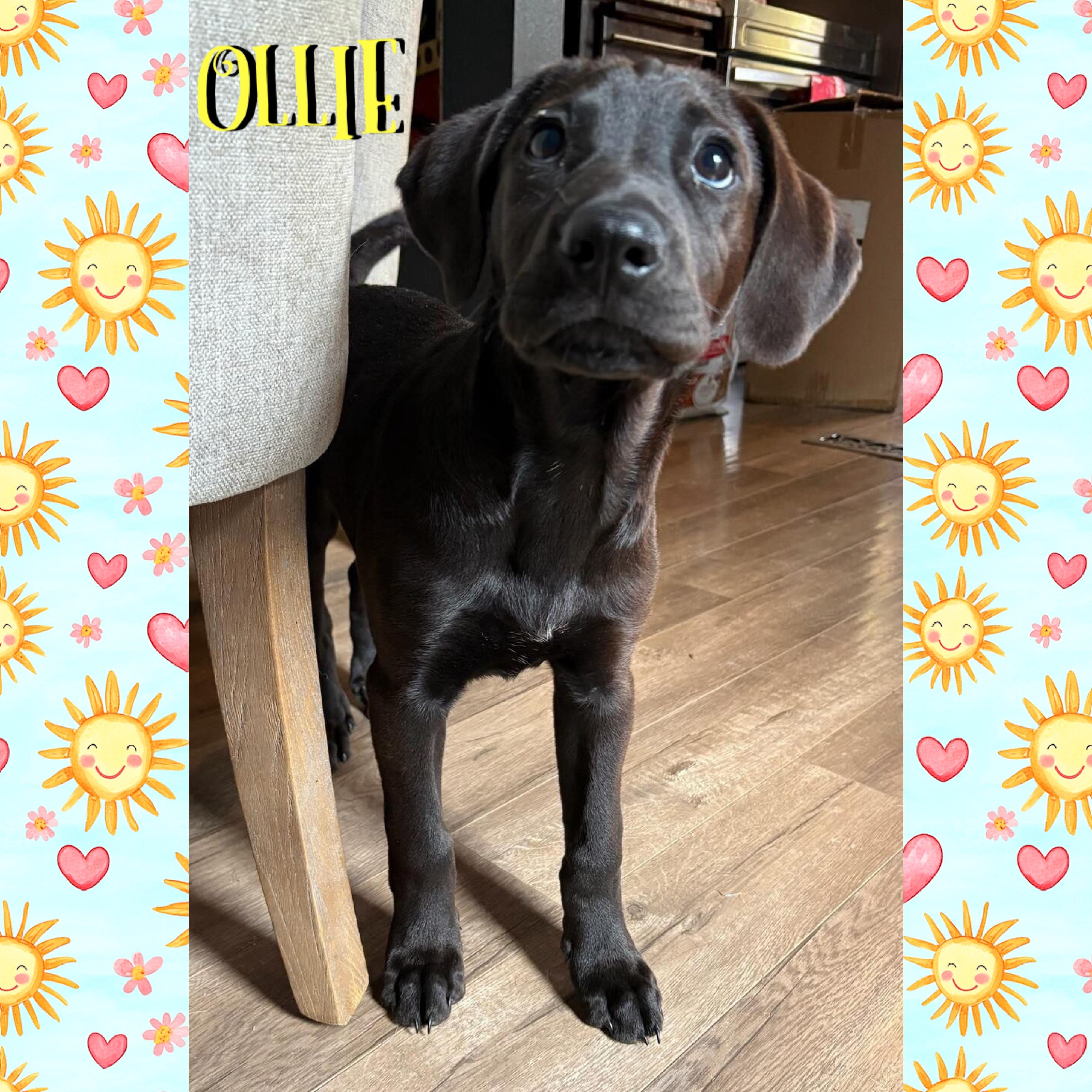 Ollie, an adoptable Treeing Walker Coonhound in Red Lodge, MT, 59068 | Photo Image 2