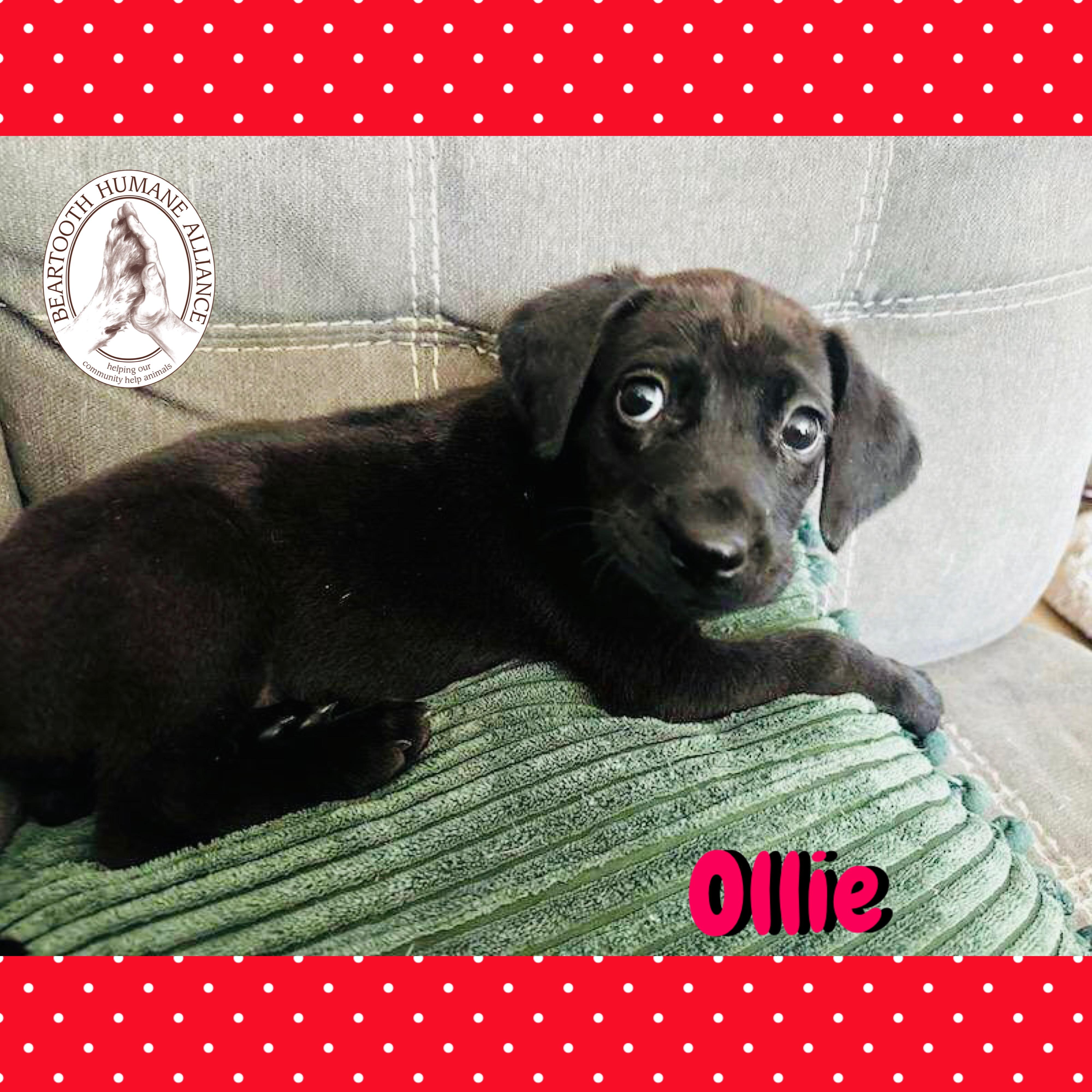 Ollie, an adoptable Treeing Walker Coonhound in Red Lodge, MT, 59068 | Photo Image 2