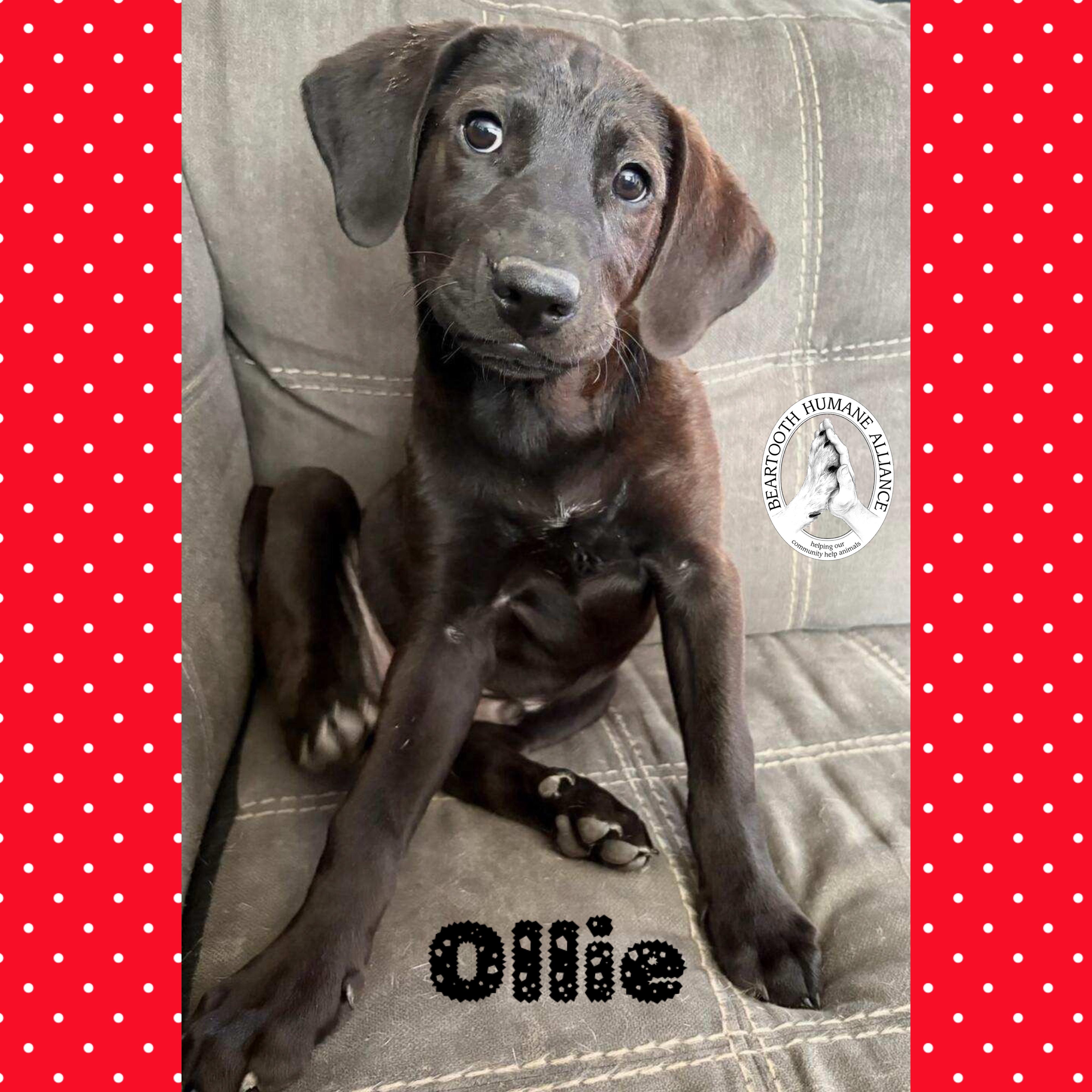 Ollie, an adoptable Treeing Walker Coonhound in Red Lodge, MT, 59068 | Photo Image 4