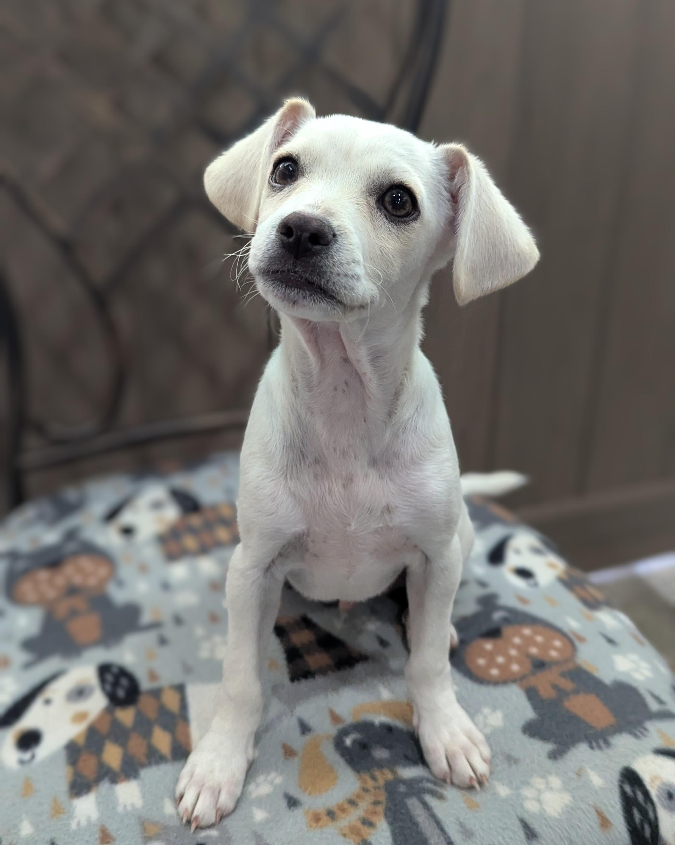 Comett, a Adopted mixed breed in Thousand Oaks, CA image 2/3