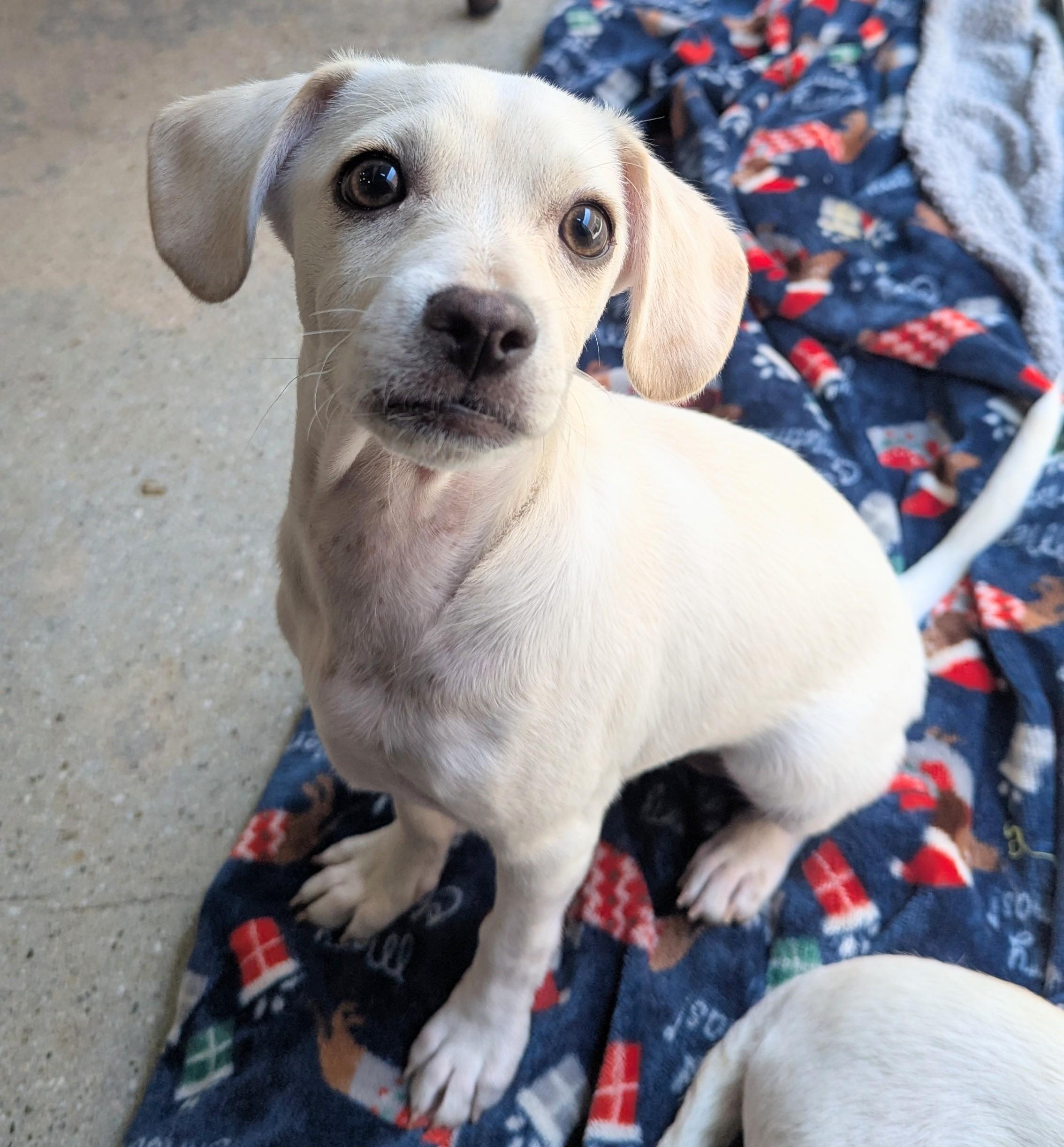 Comett, Adopted, Puppy Male Beagle & Chihuahua.