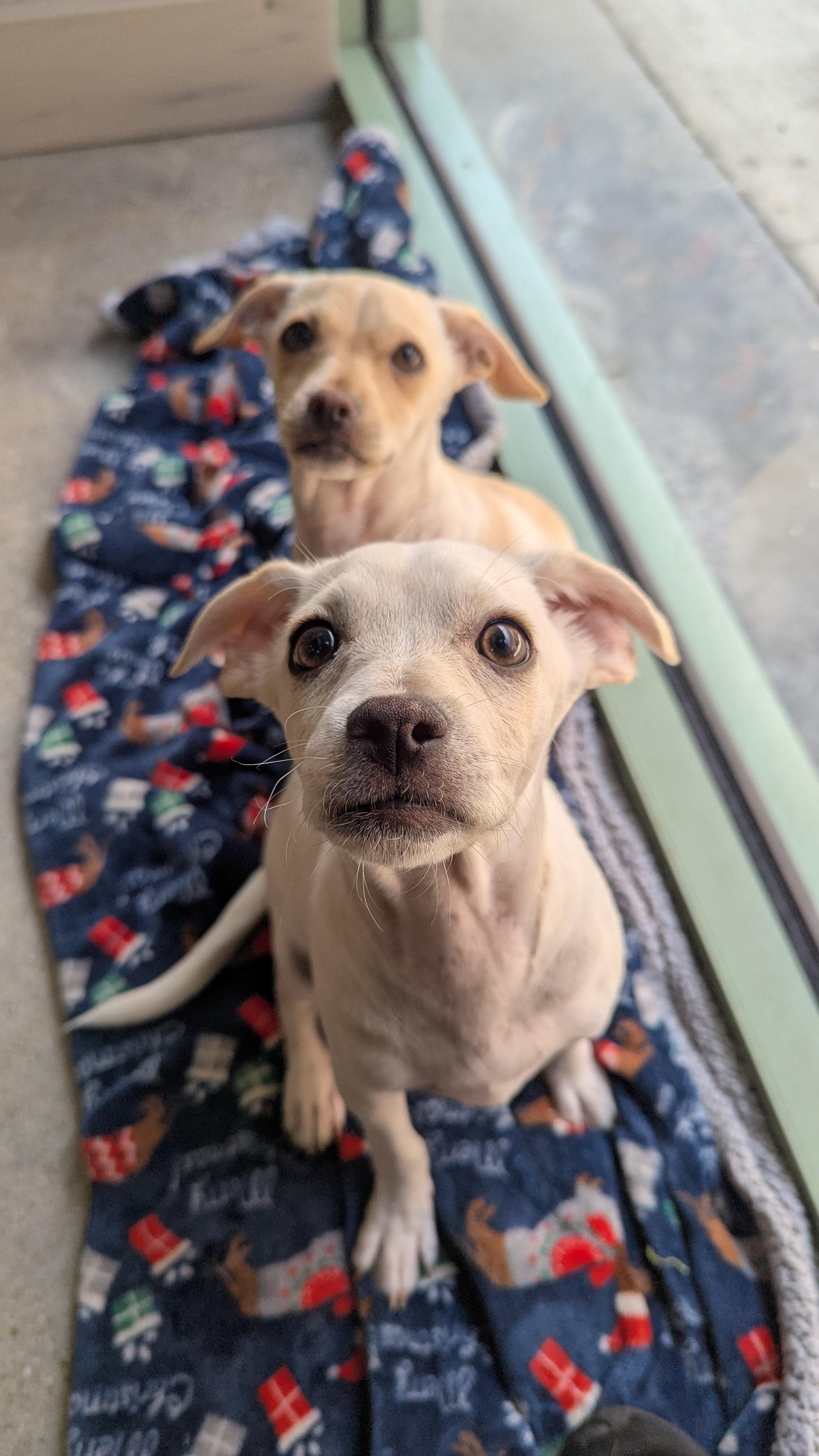 Comett, a Adopted mixed breed in Thousand Oaks, CA image 3/3