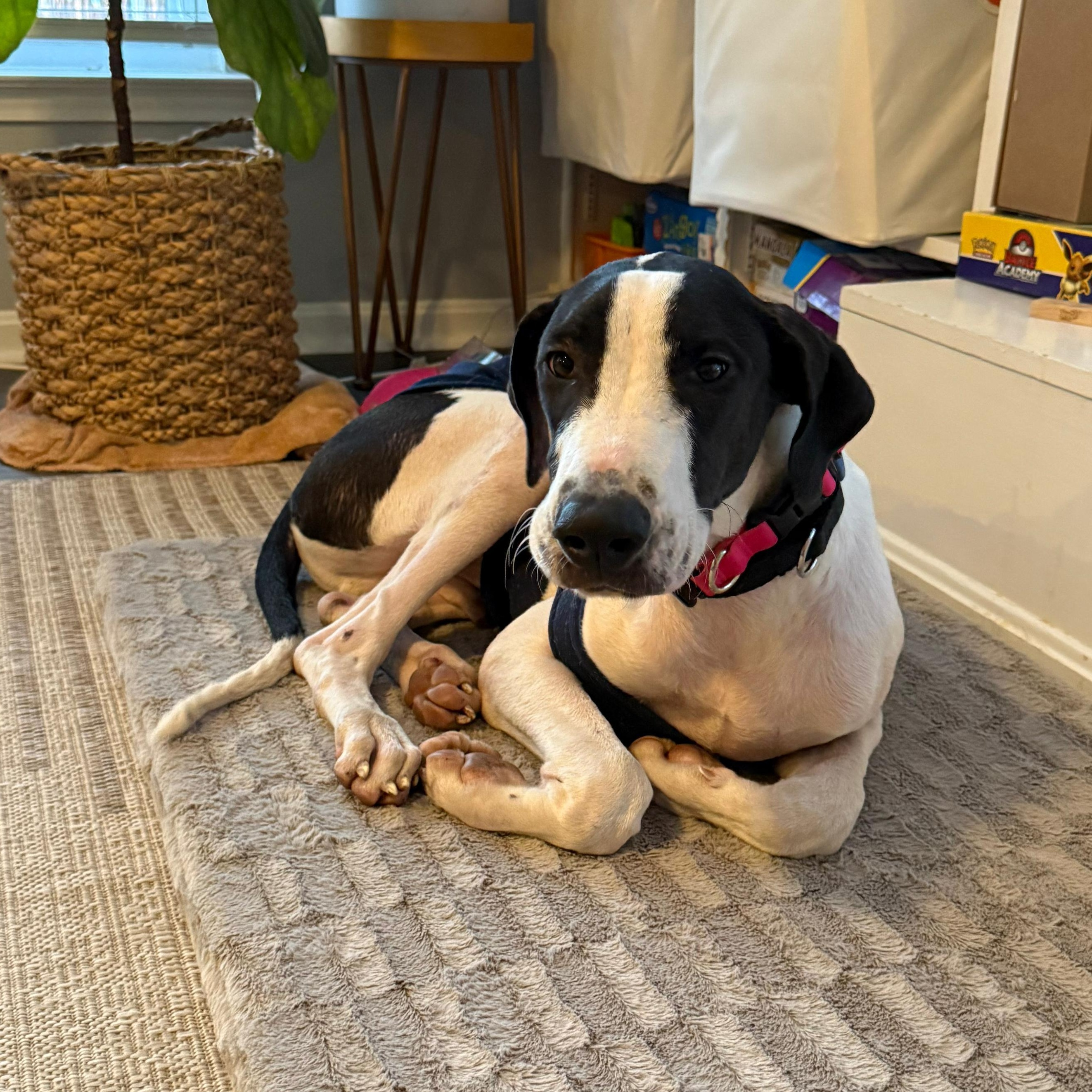 Enlarge John, a ADOPTABLE mixed breed in Annapolis, MD image 2/6