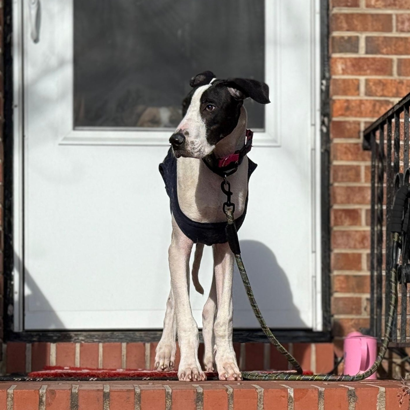 John, ADOPTABLE, Young Male Great Dane.