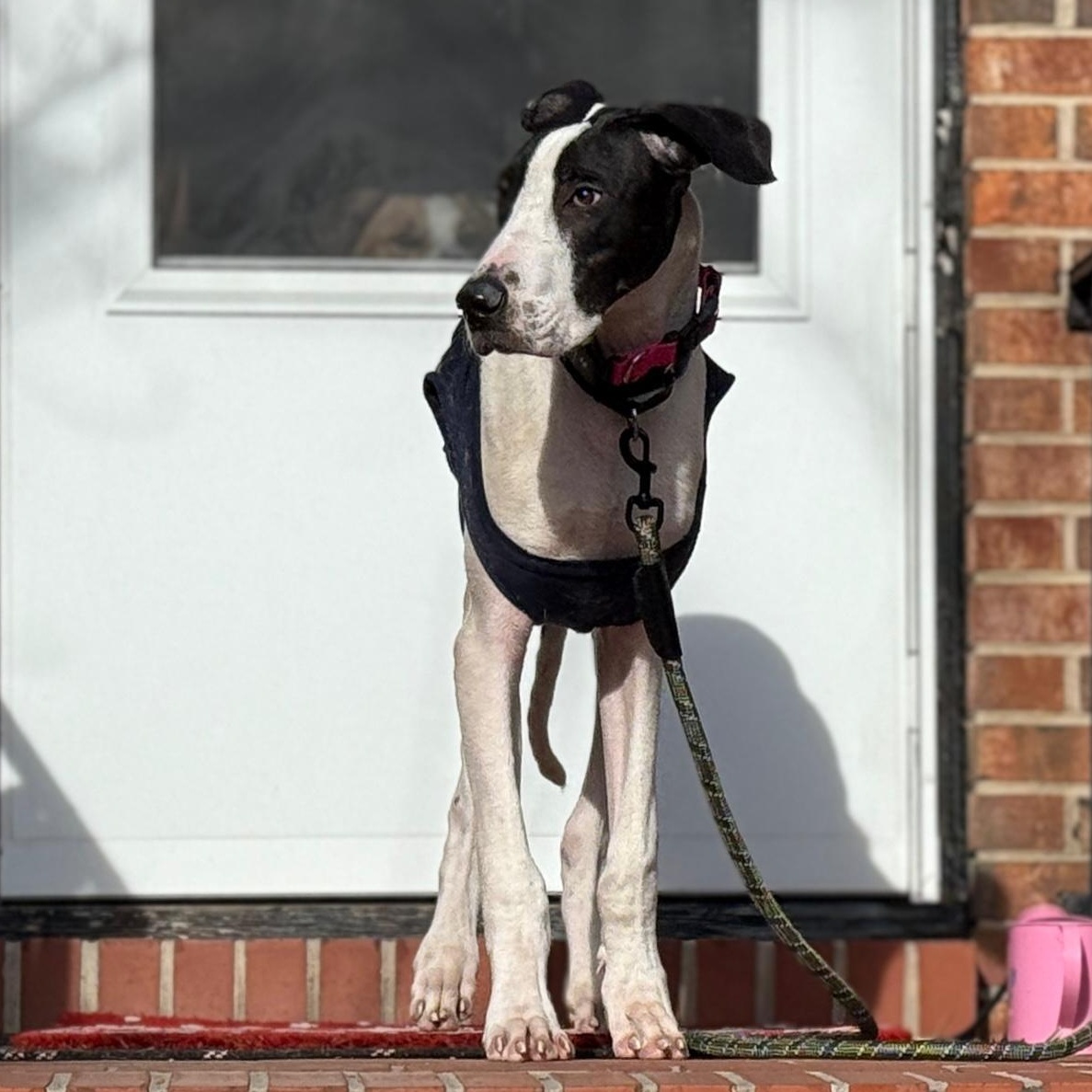 Enlarge John, a ADOPTABLE mixed breed in Annapolis, MD image 3/6