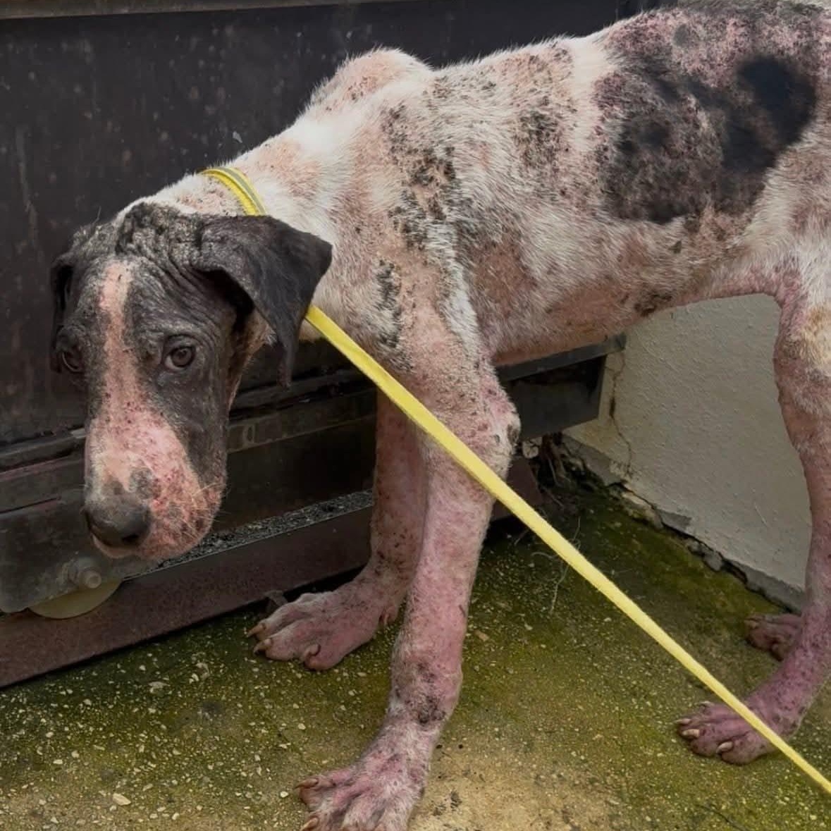 Enlarge John, a ADOPTABLE mixed breed in Annapolis, MD image 5/6