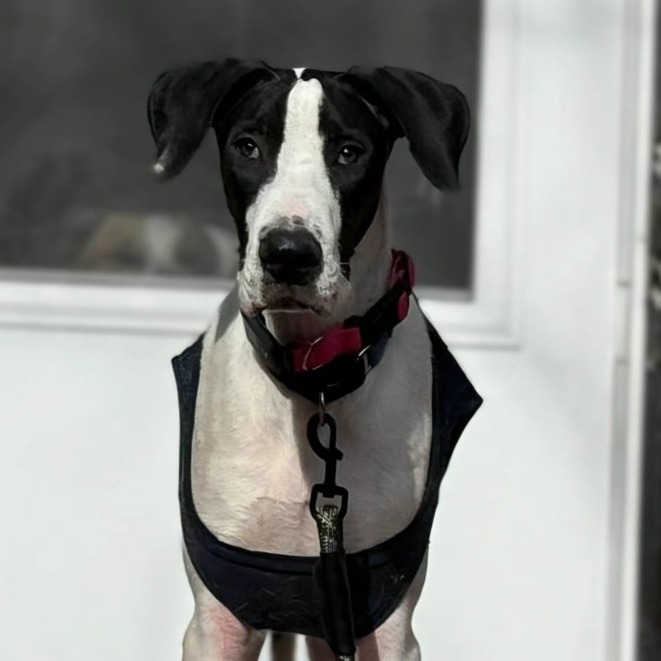 Enlarge John, a ADOPTABLE mixed breed in Annapolis, MD image 1/6