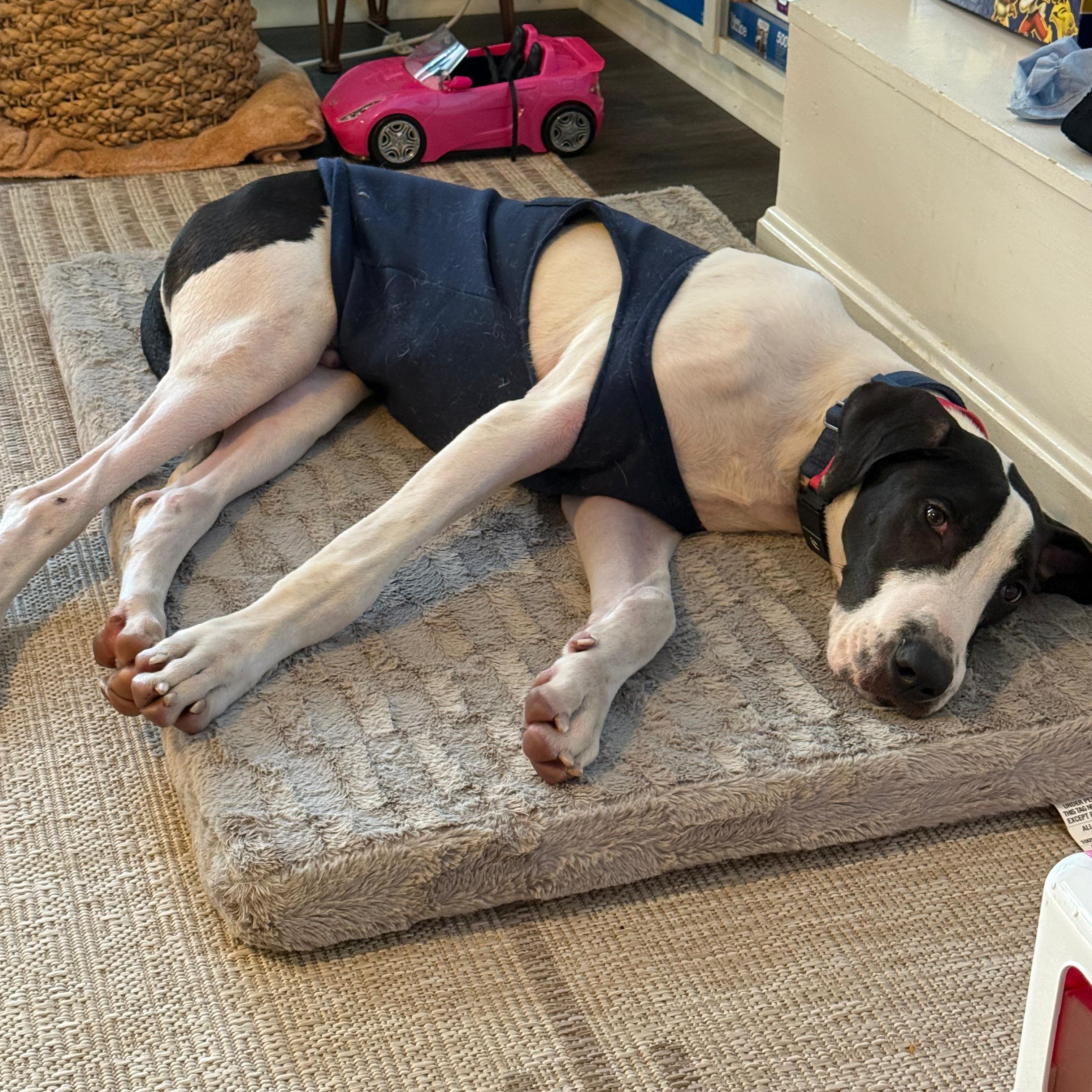 Enlarge John, a ADOPTABLE mixed breed in Annapolis, MD image 6/6