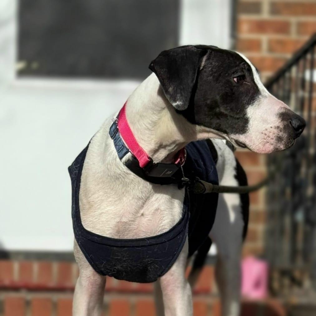 Enlarge John, a ADOPTABLE mixed breed in Annapolis, MD image 4/6