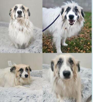 Ashley, Adoptable, Young Female Great Pyrenees.