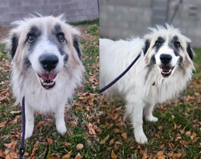 Ashley, a Adoptable Great Pyrenees in Boulder, CO image 1/2