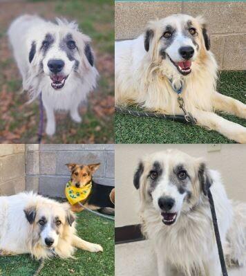 Ashley, a Adoptable Great Pyrenees in Boulder, CO image 2/2