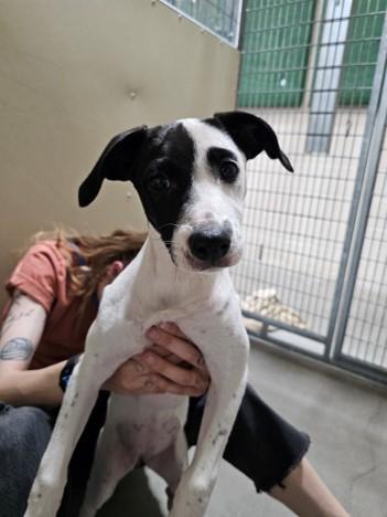ARIEL, Adoptable, Puppy Female Fox Terrier & Dachshund.