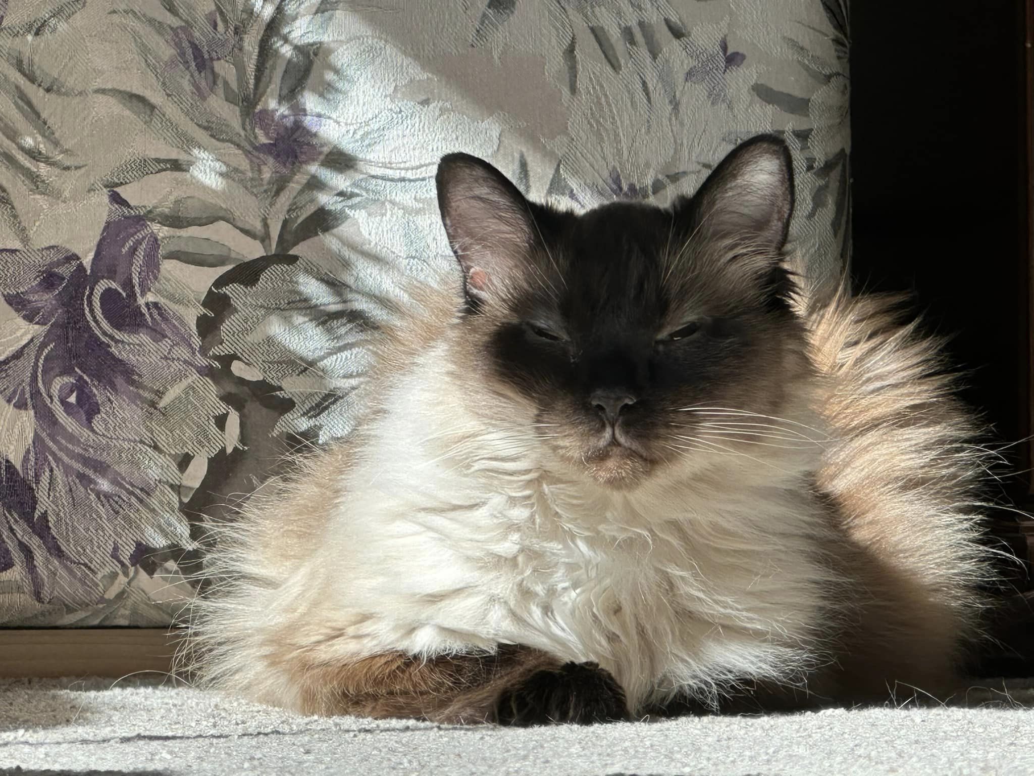 Tootsie