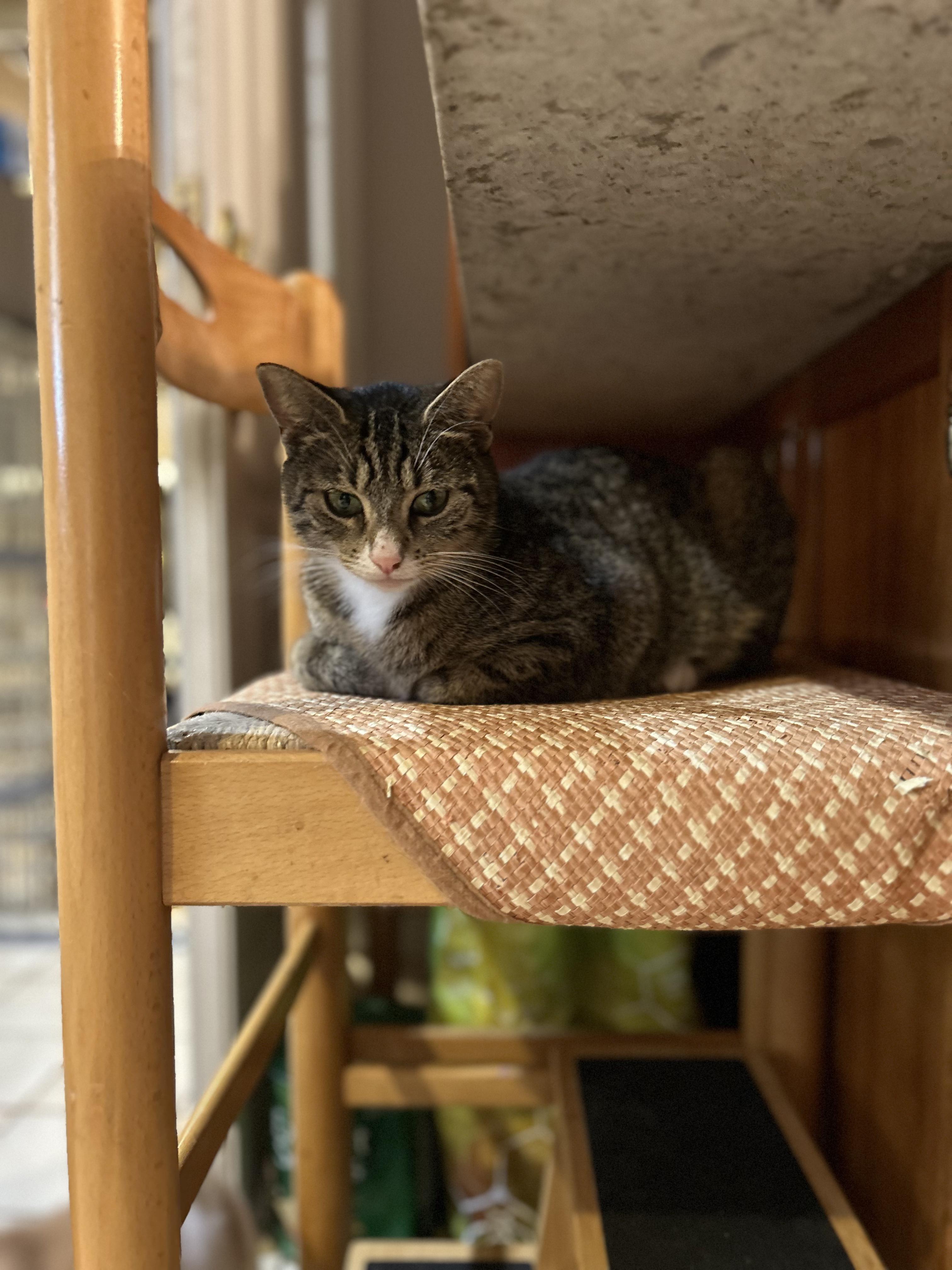 Enlarge Ellie, a Adoptable mixed breed in Newark, NJ image 5/6