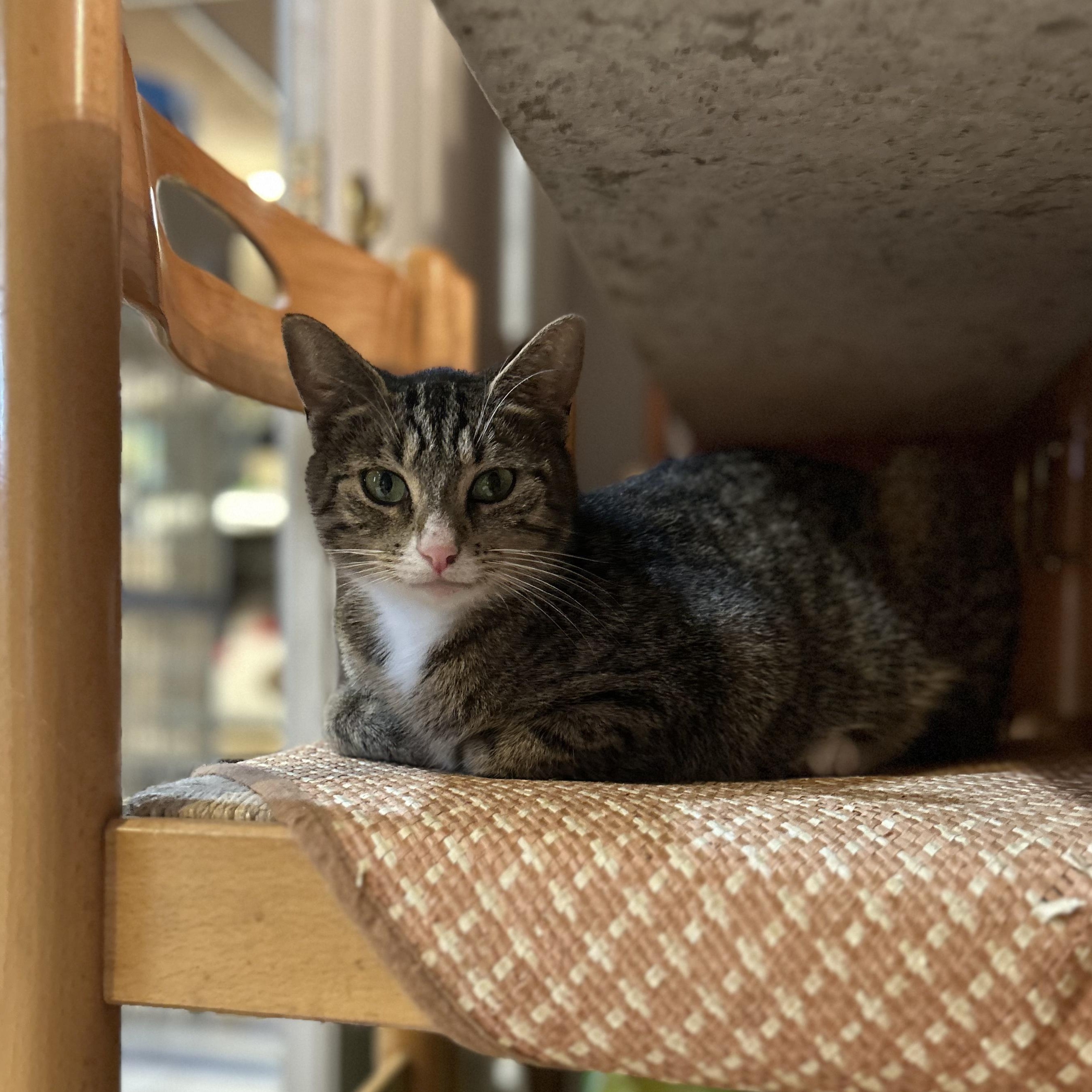 Ellie, Adoptable, Young Female Domestic Short Hair & Tabby.