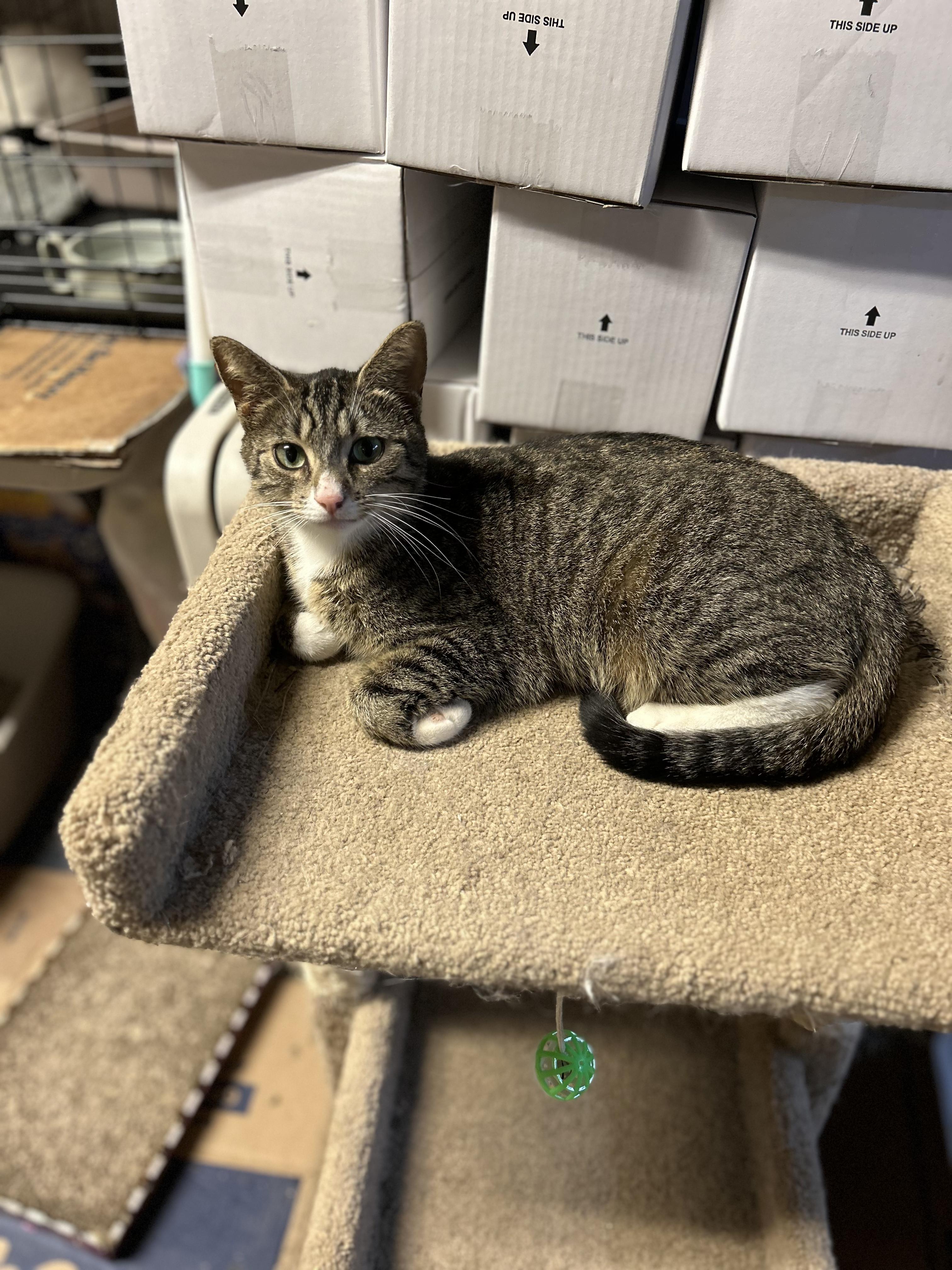 Enlarge Ellie, a Adoptable mixed breed in Newark, NJ image 6/6